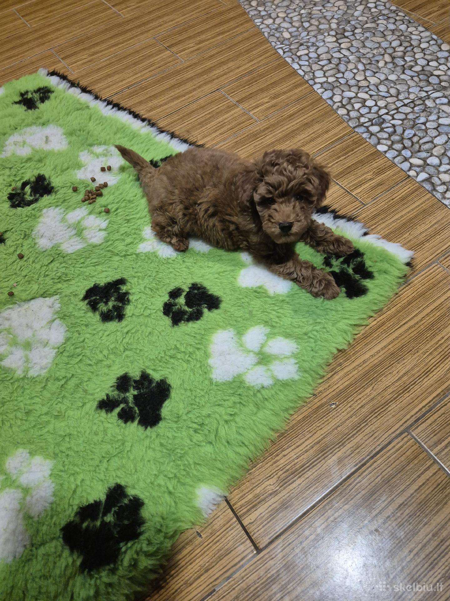 Toj pudeliukai