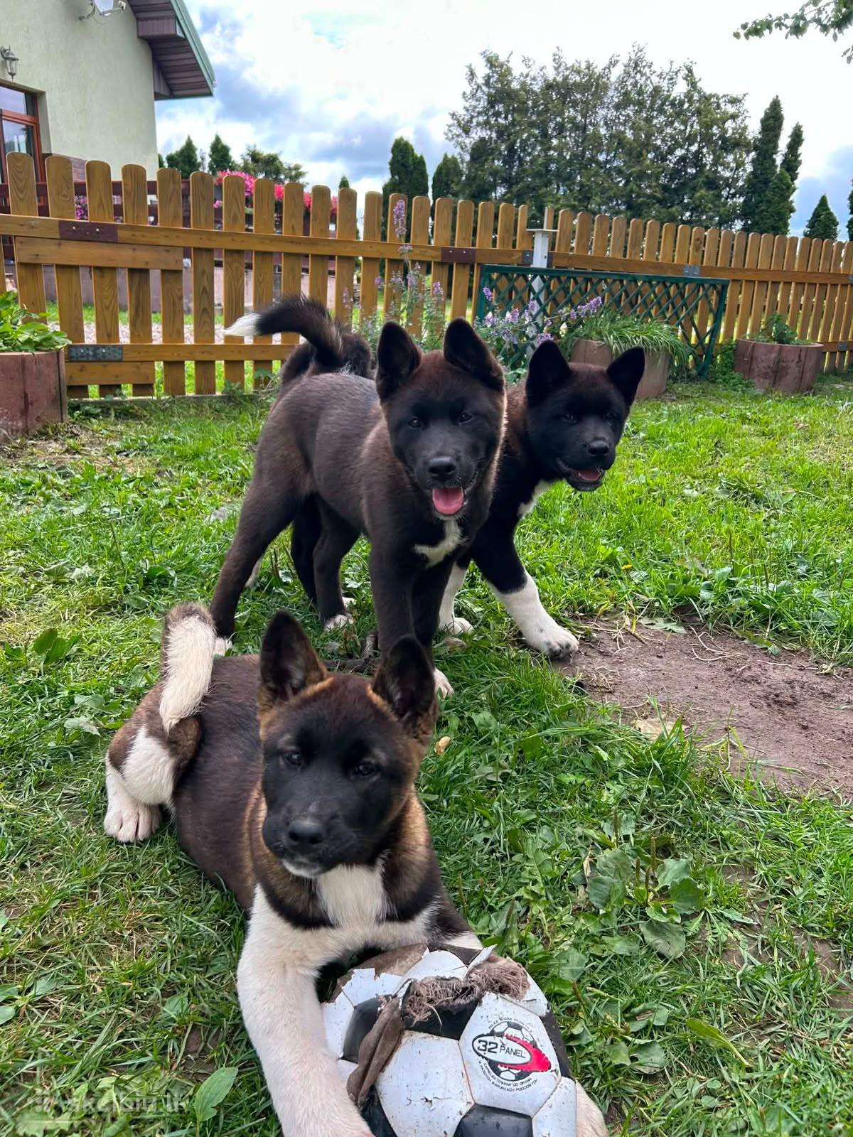 Amerikieciu akita