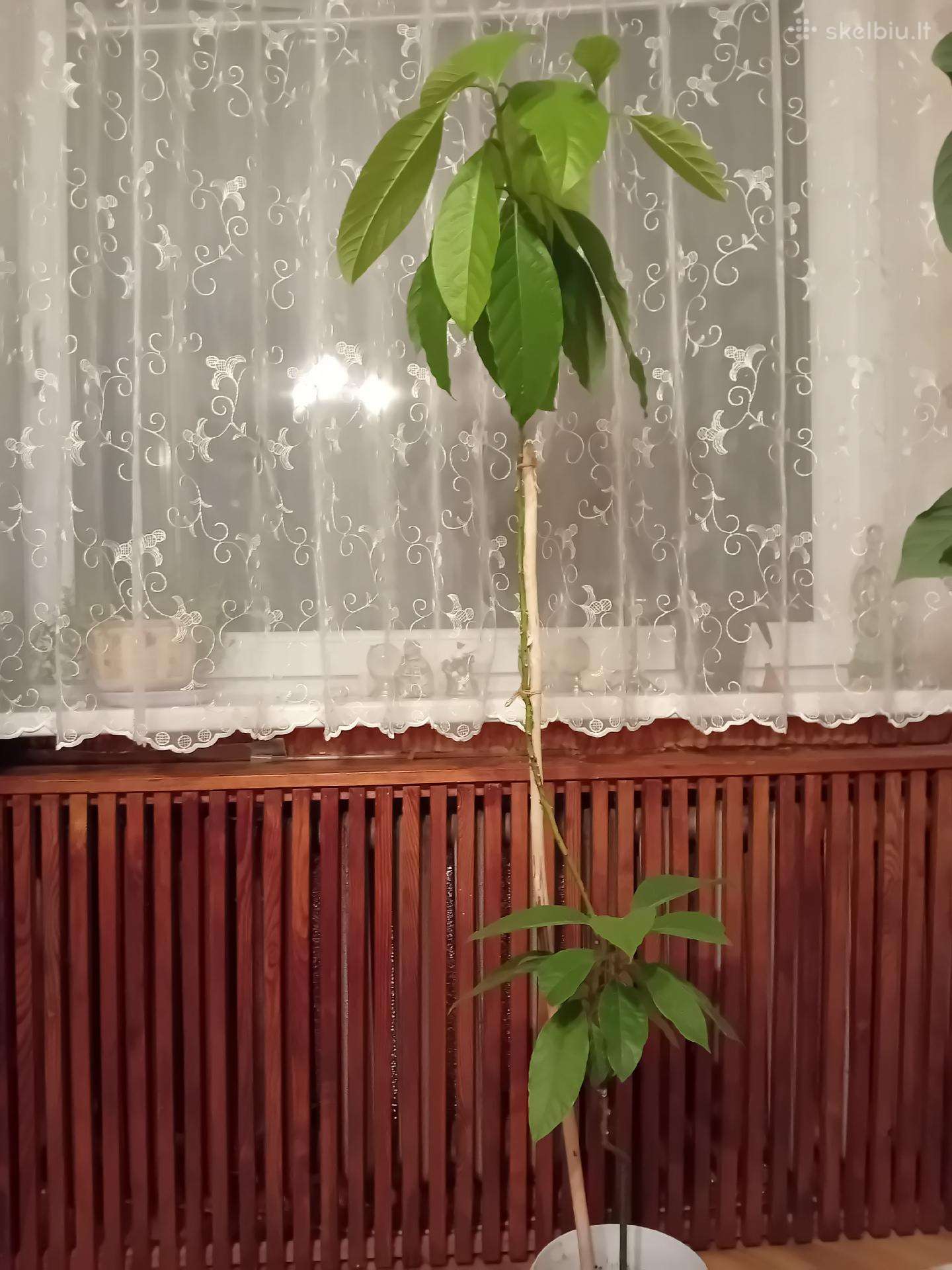 Savito figūravimo avokadas