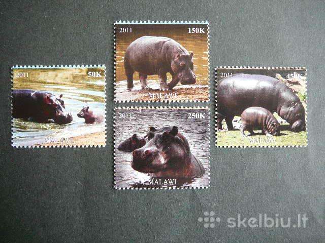Begemotai Malavis 2011 svarus k878
