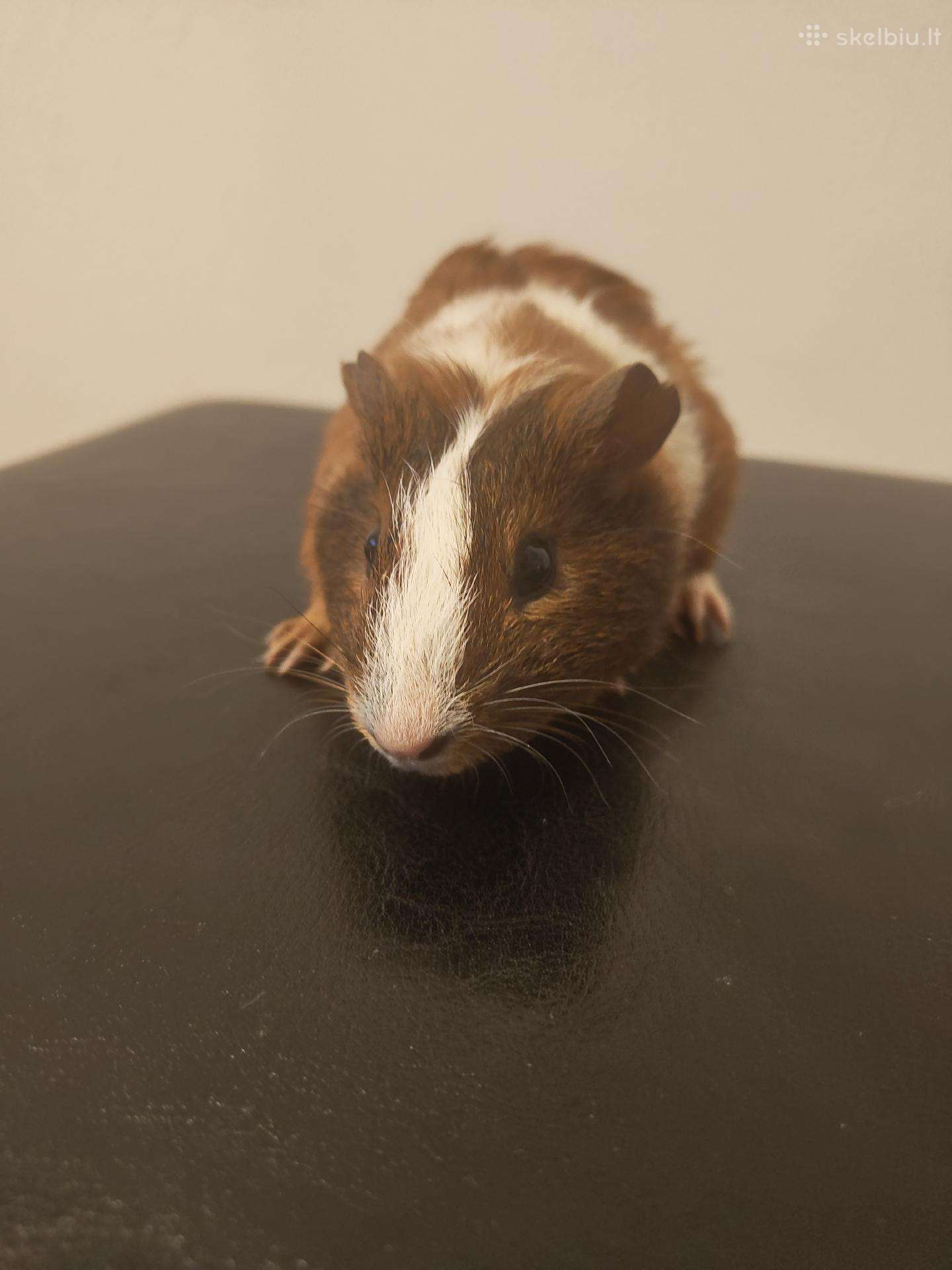 Jūrų kiaulytės