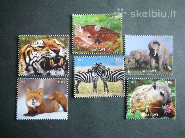 Zebrai Tigras Lapes Drambliai Malavis 2011 m1882