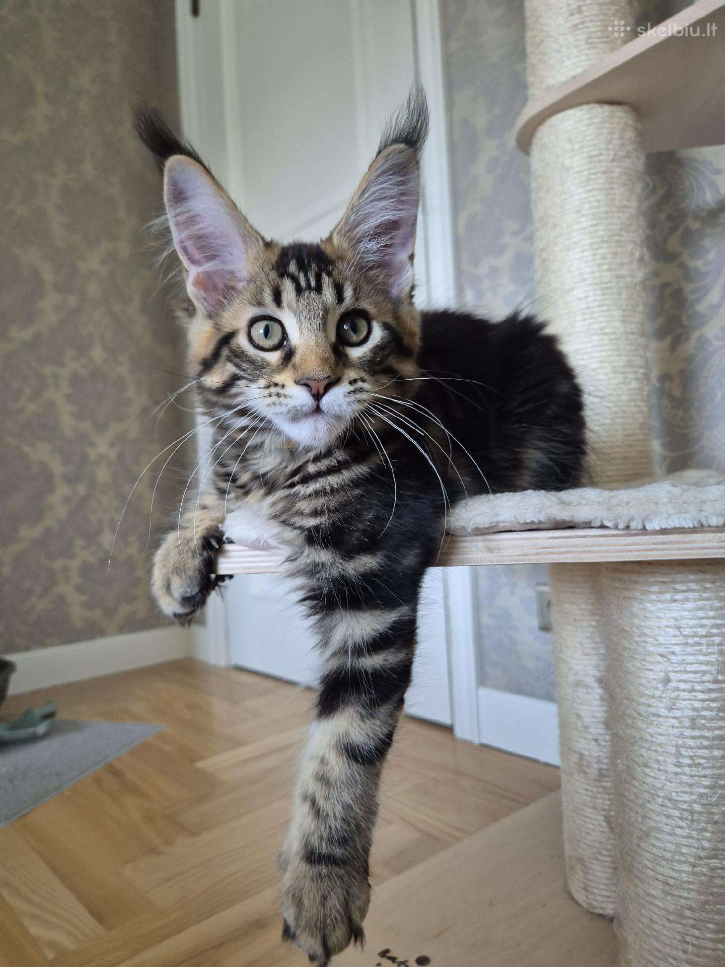 Mainecoon girl