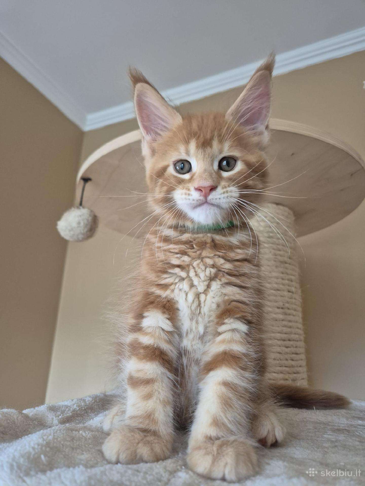 Mainecoon male
