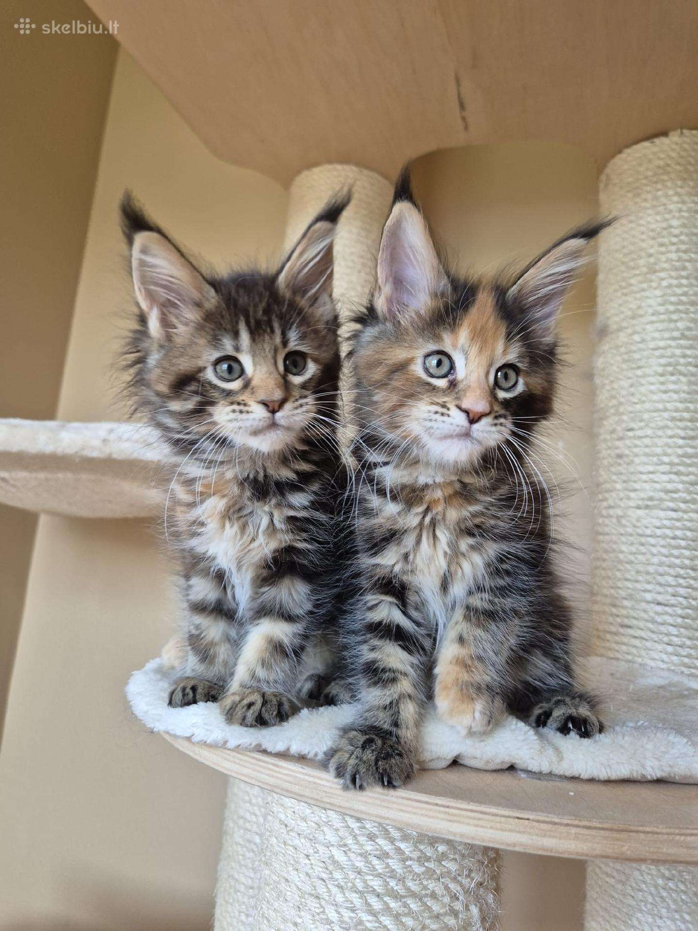 Mainecoon females f22