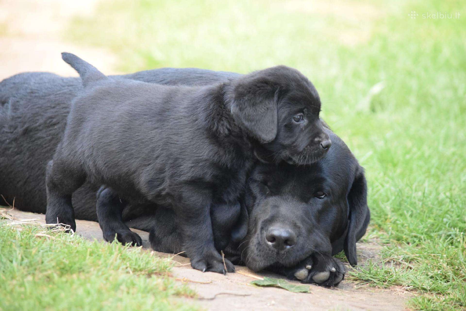 Kilmingi juodi labradorai