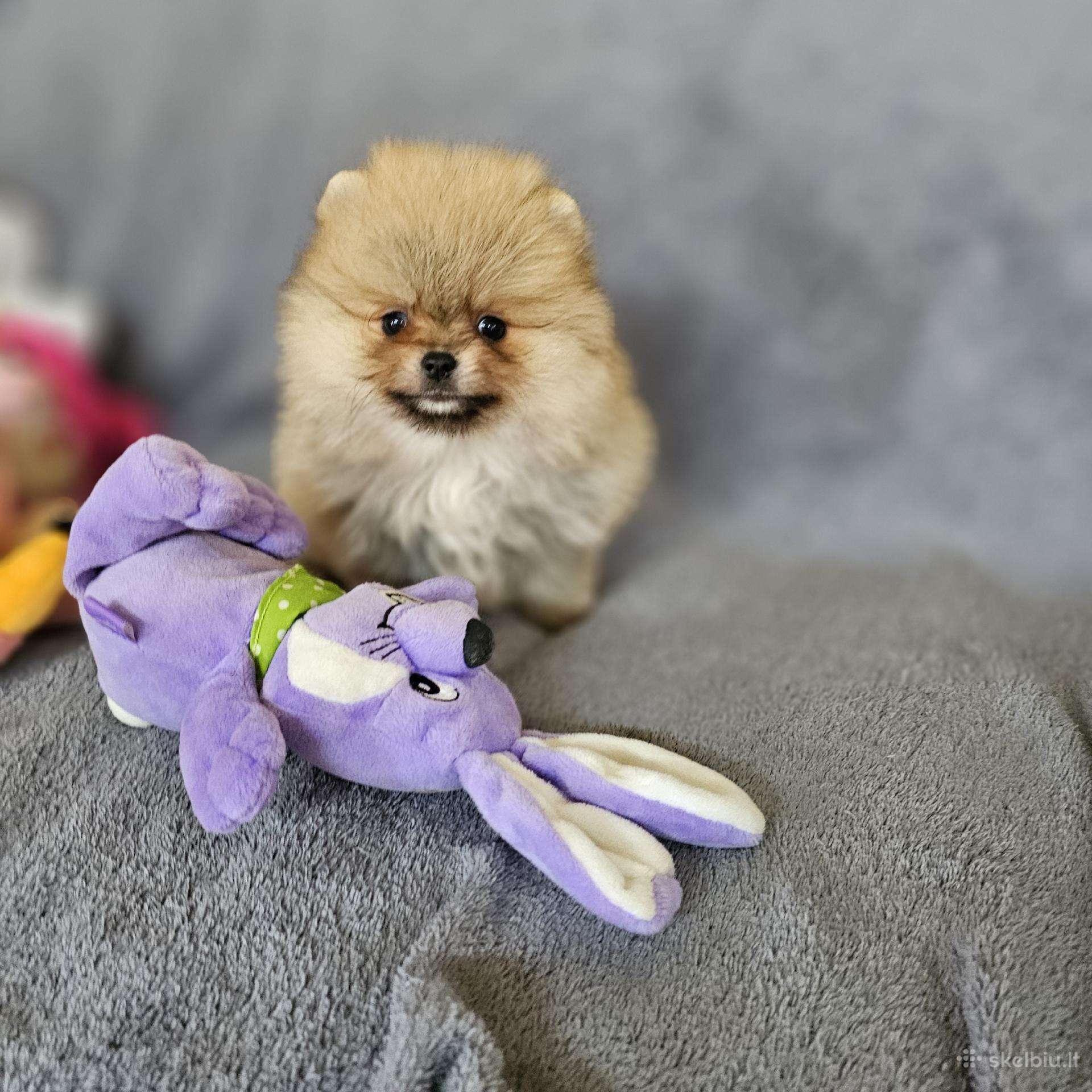 Pomeranų špiciukai