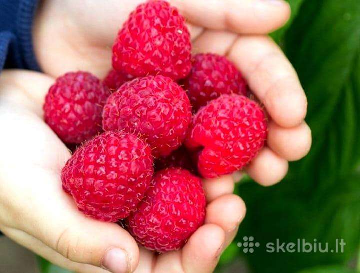 Šilauogės Avietės Gervuogės Sausmedžiai Hortenzija