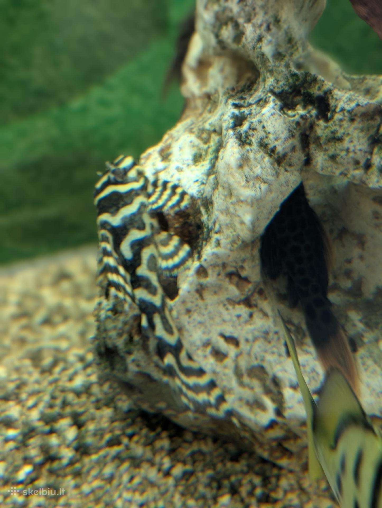 Parduodama žuvis Šamas L236 (Cracked Zebra pleco)