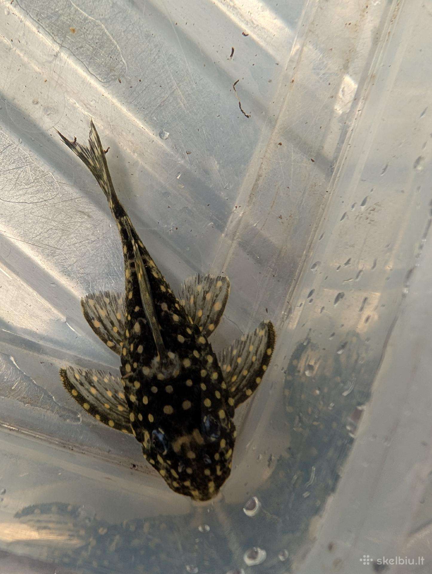 Parduodama žuvis Šamas L102 (Snowball Pleco)