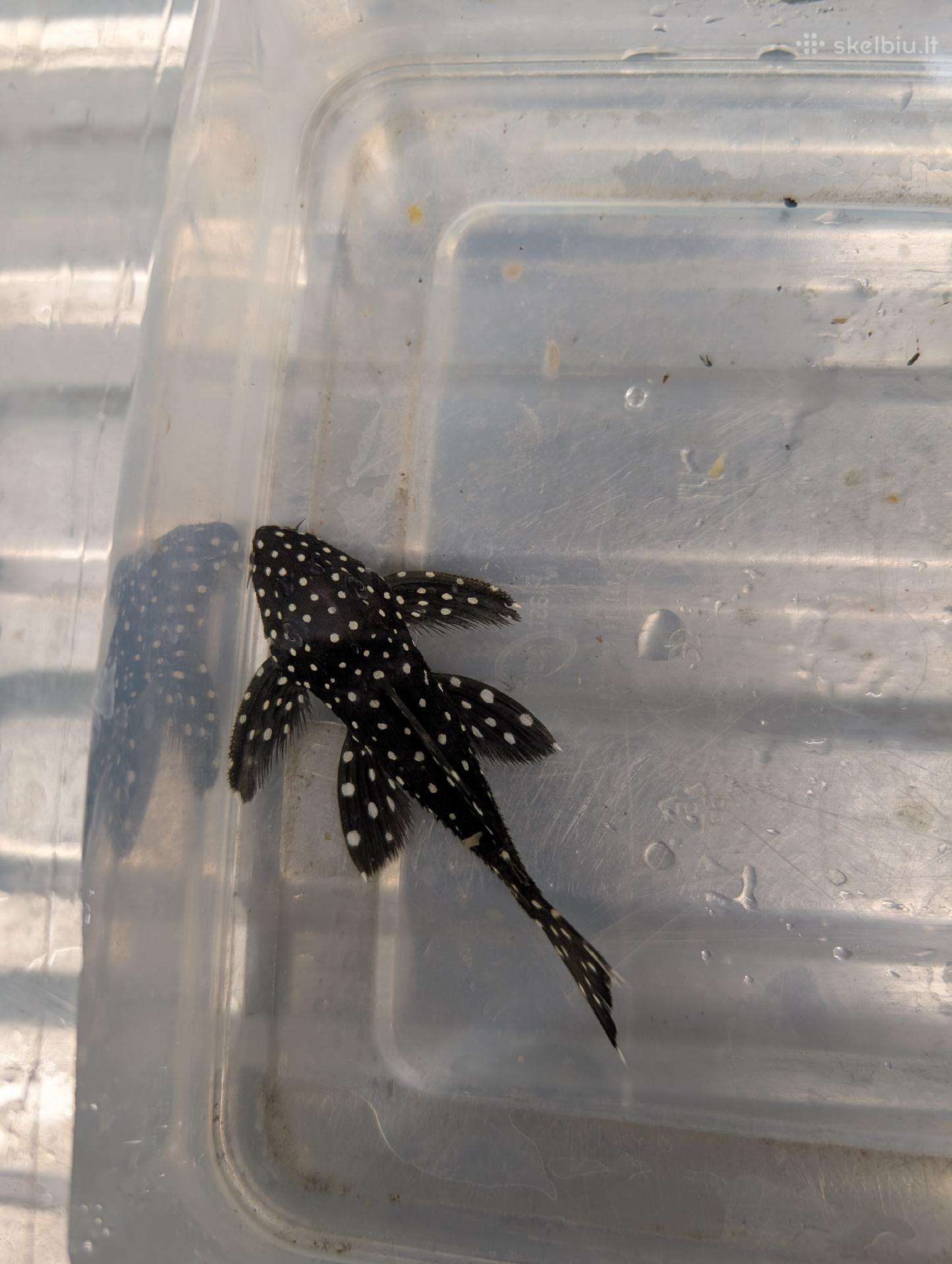 Parduodama žuvis Šamas L240 pleco (Vampire Pleco)