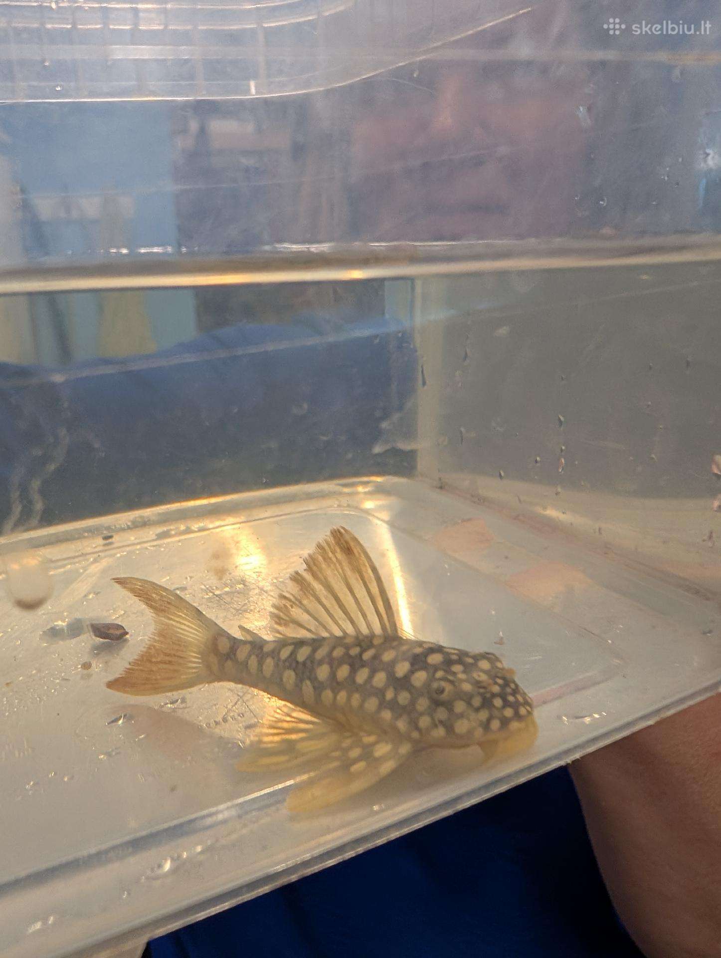 Parduodama žuvis Šamas L014 pleco (Goldie Pleco)