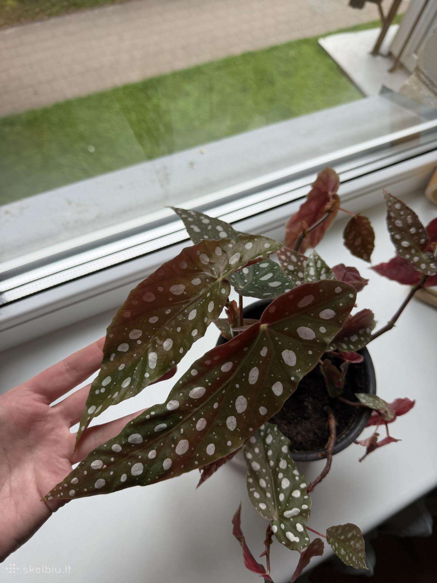 Begonia Maculata