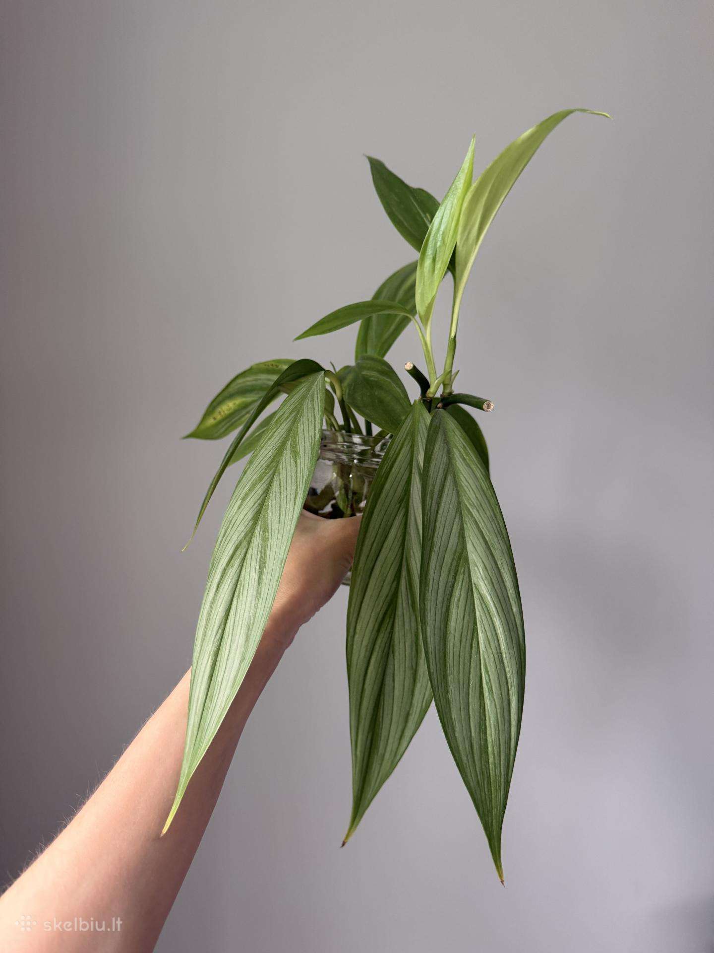 Epipremnum Amplissimum Silver Stripe