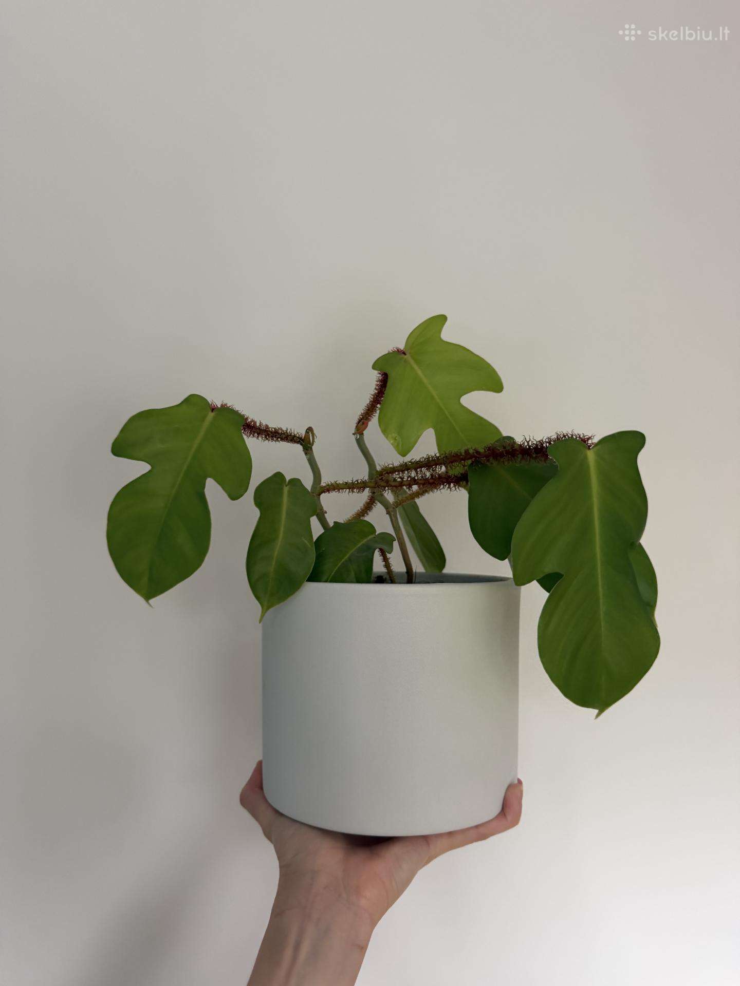 Philodendron squamiferum