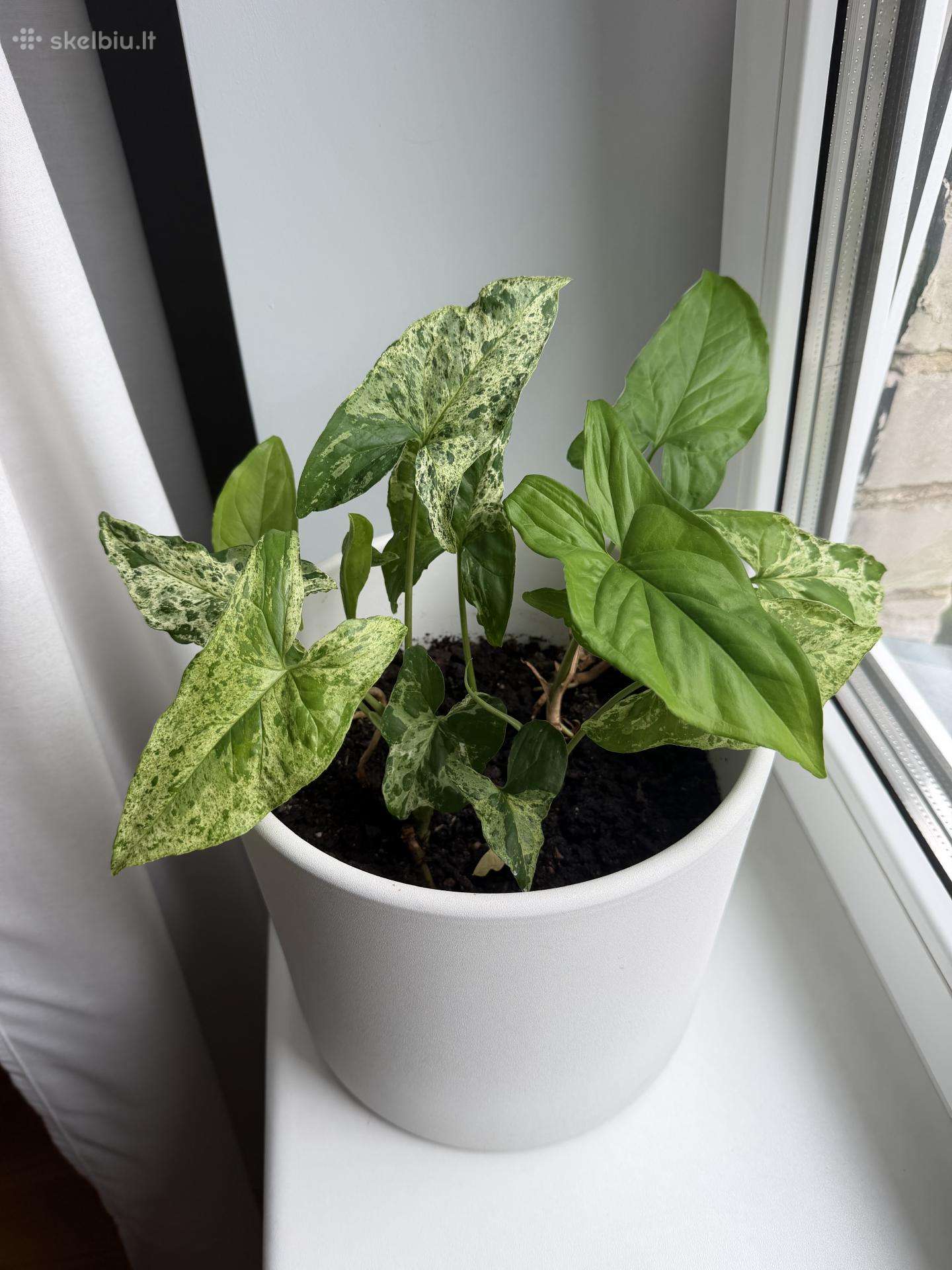 Syngonium mohito