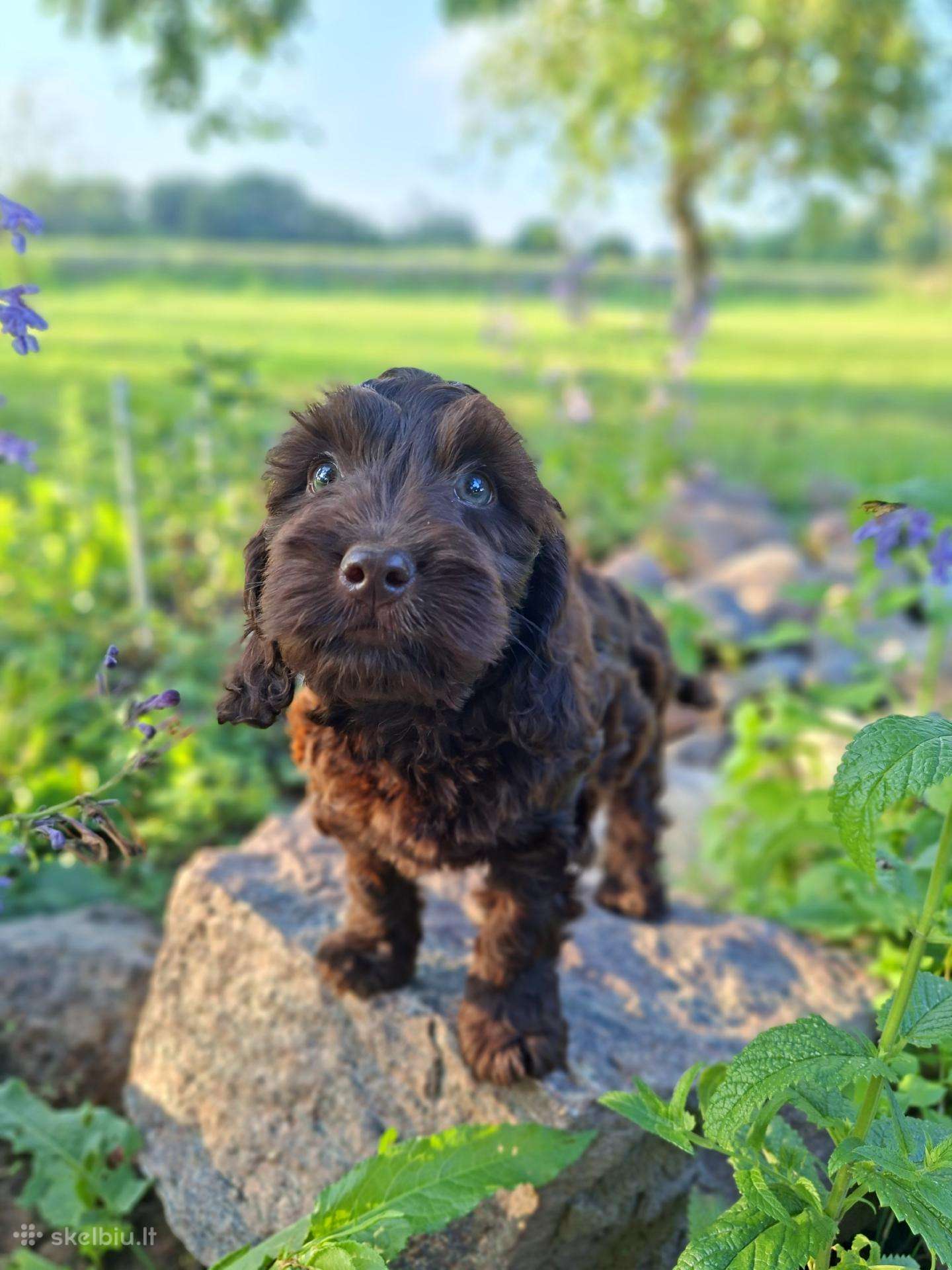 Cockapoo. Yra video