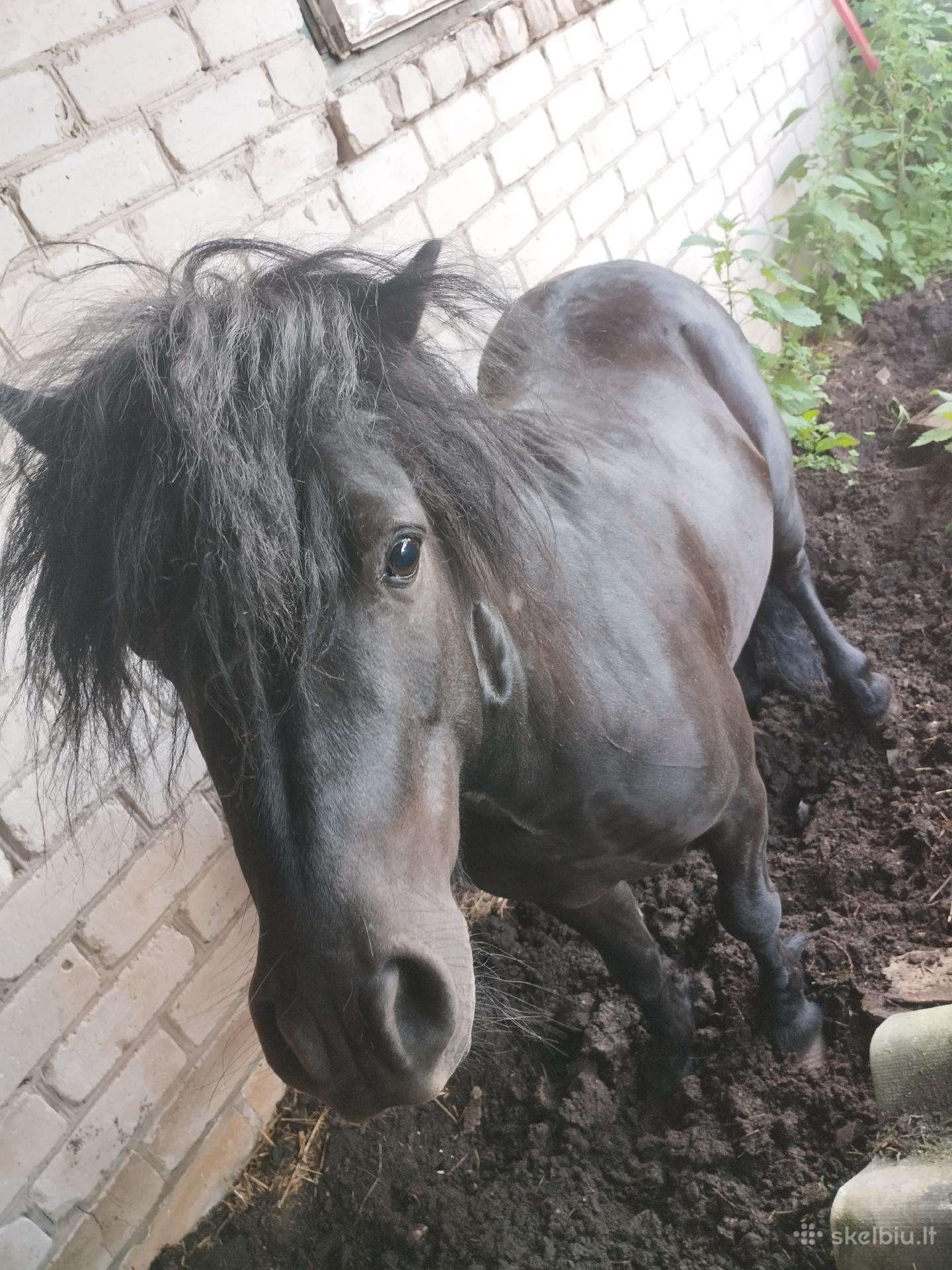 Parduodu Poni