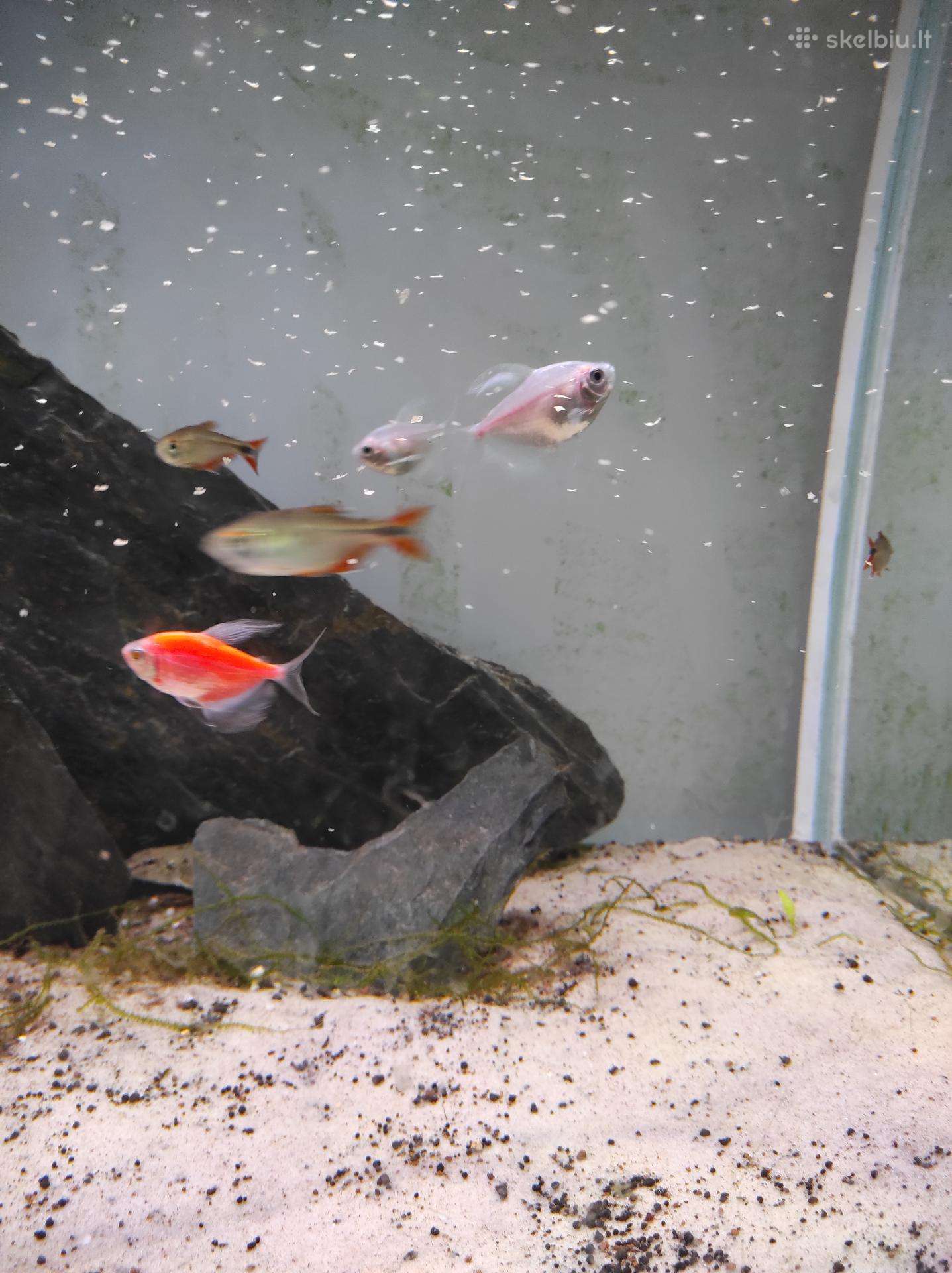 Parduodu arba keiciu zuvytes (Tetra)