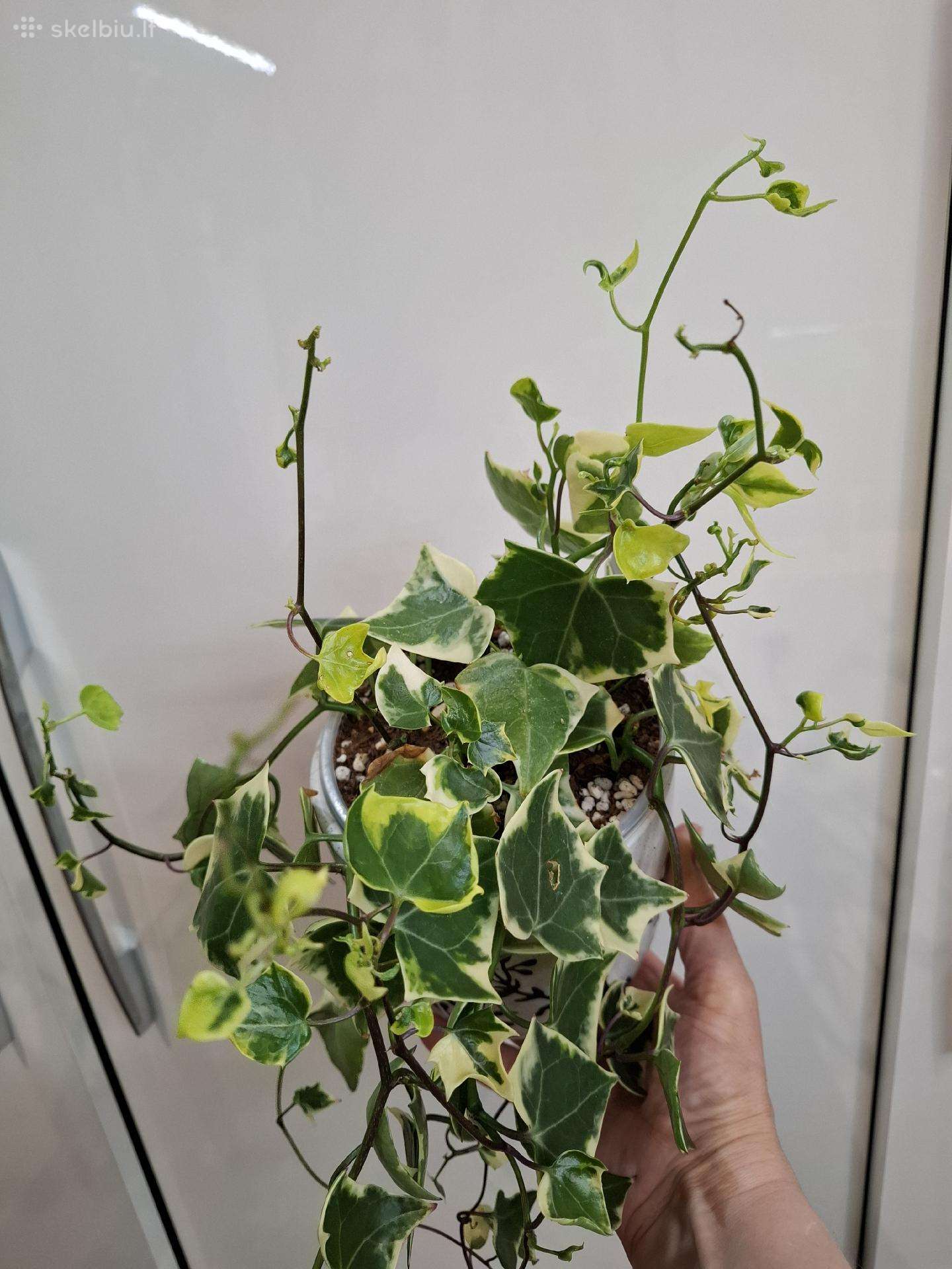 Senecio macroglosum variegata