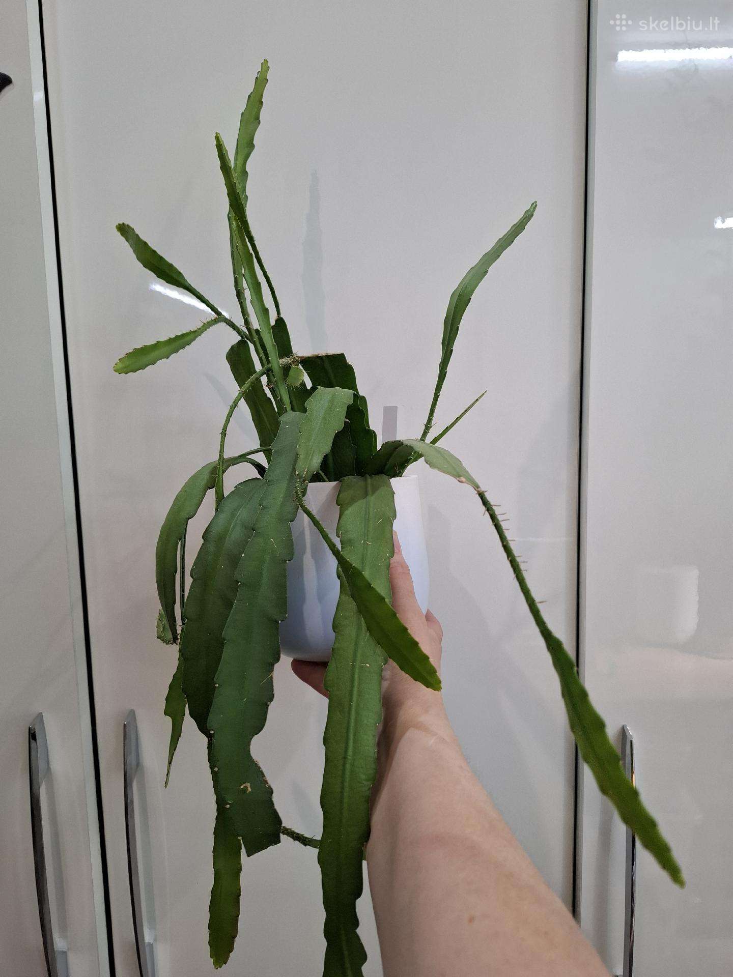 Epiphylum Ackermanii