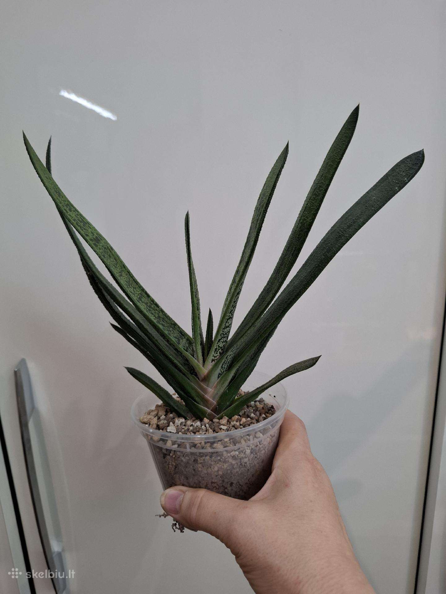 Gasteria