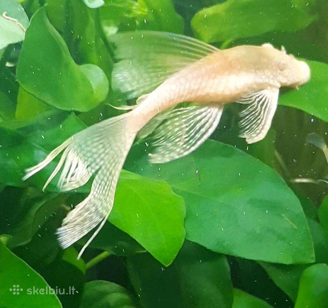 Akvariumo žuvytes