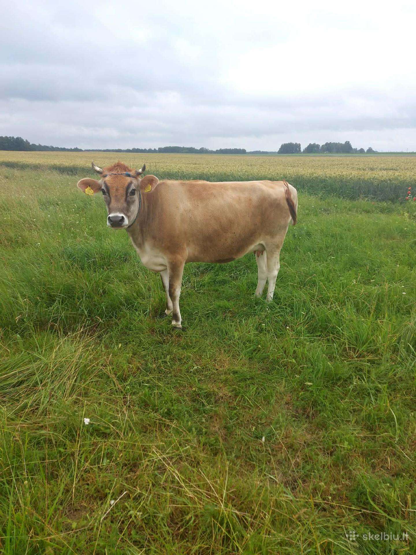 Pigiai parduodu telyčią, karvę ir telyčaitę