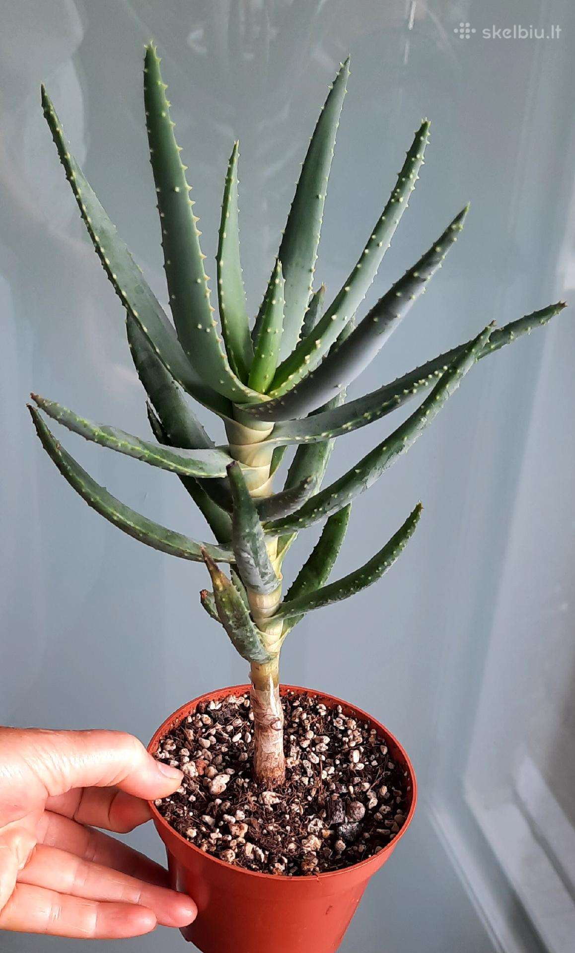 Aloe dichotoma