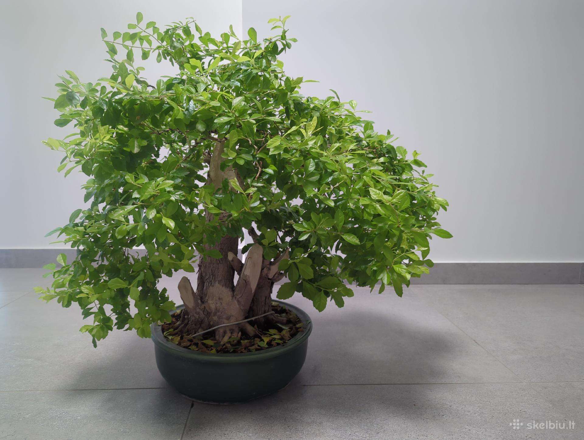 Parduodu Duranta bonsai medelį.