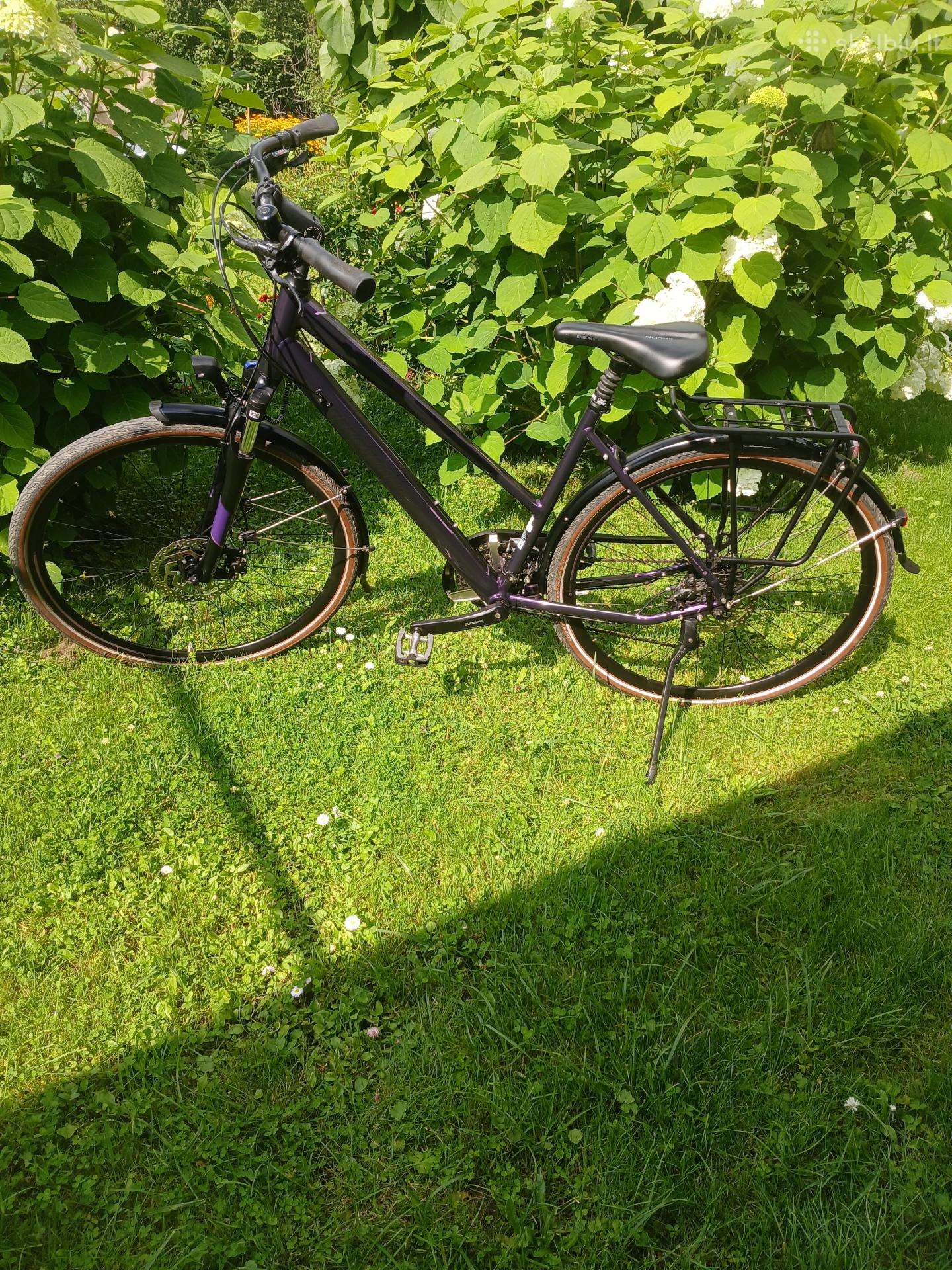 Bergemont horizon 6