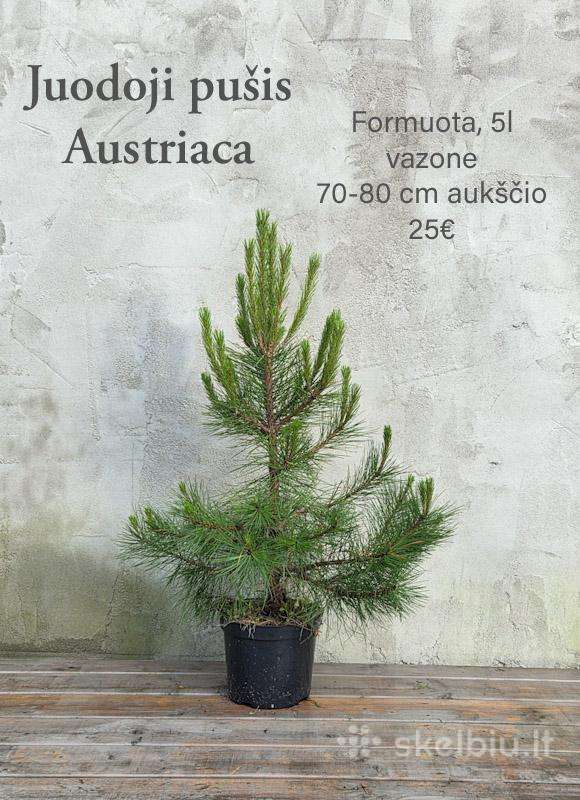 Dideli daugiamečiai augalai