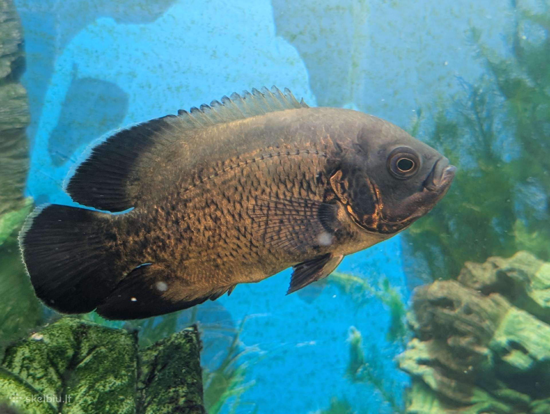 Parduodama žuvis Oskar (Astronotus ocellatus)