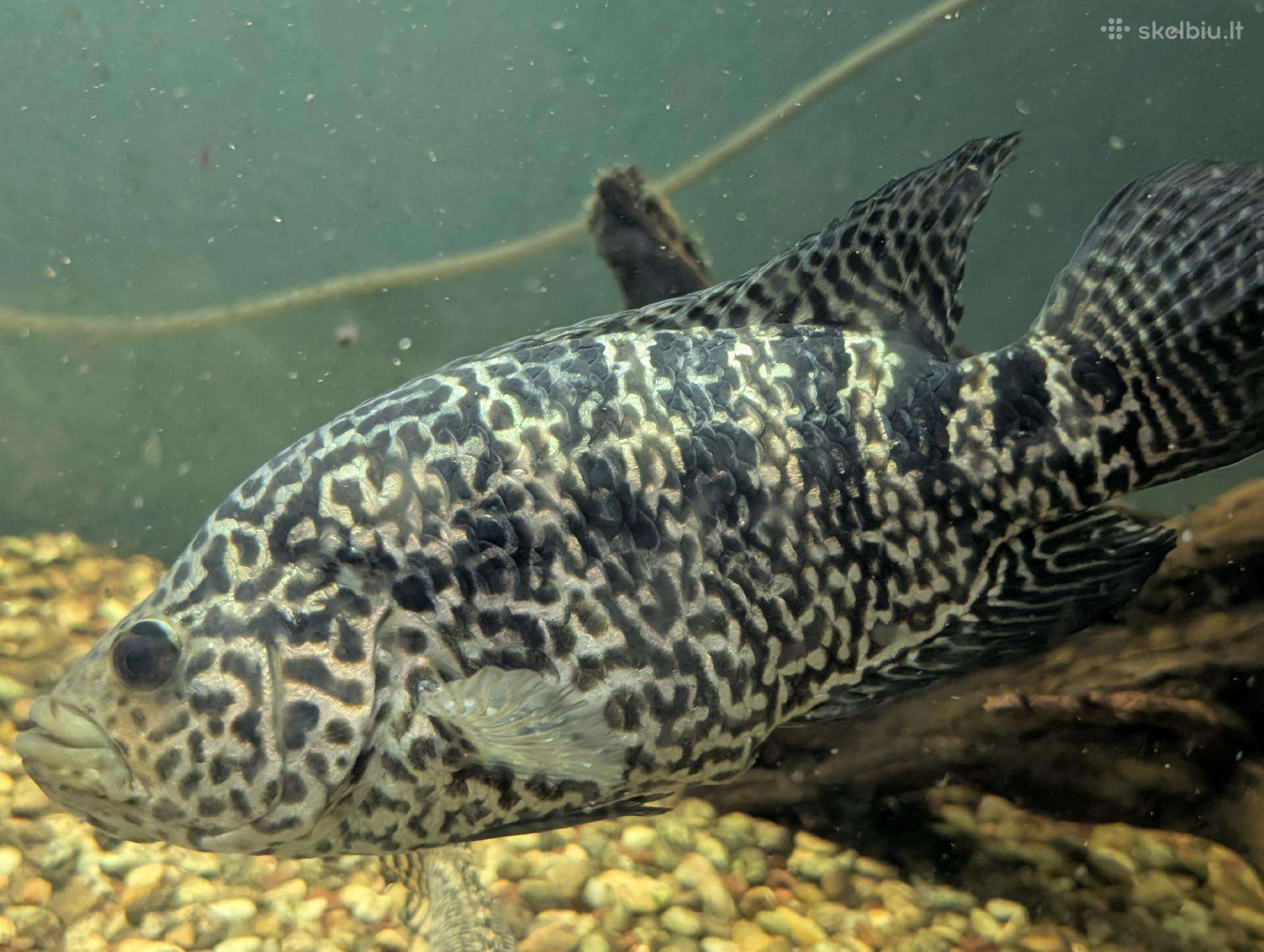 Parduodama žuvis Jaguaras (Parachromis managuensis
