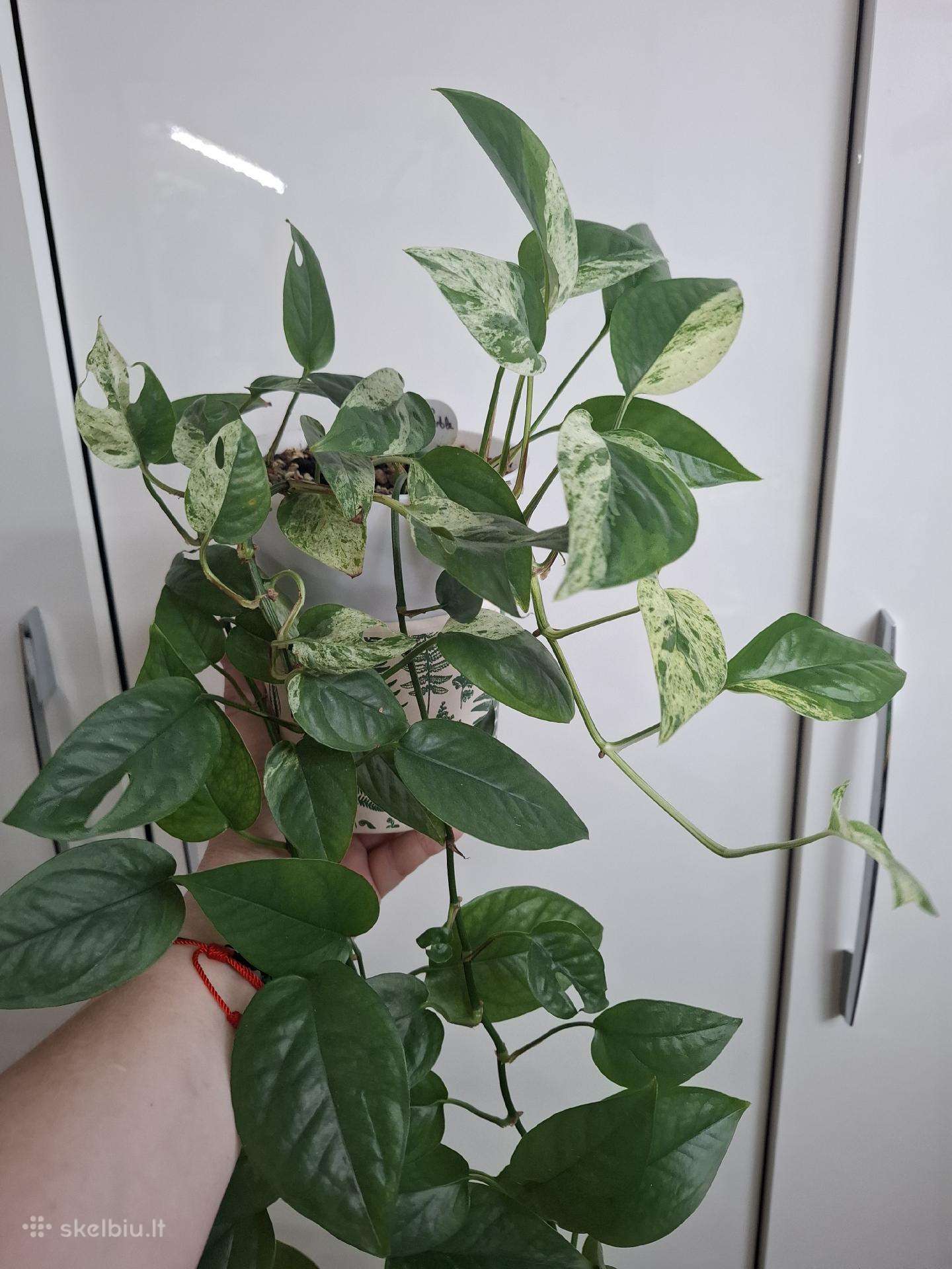 Epipremnum pinnatum 'Marble Variegata'