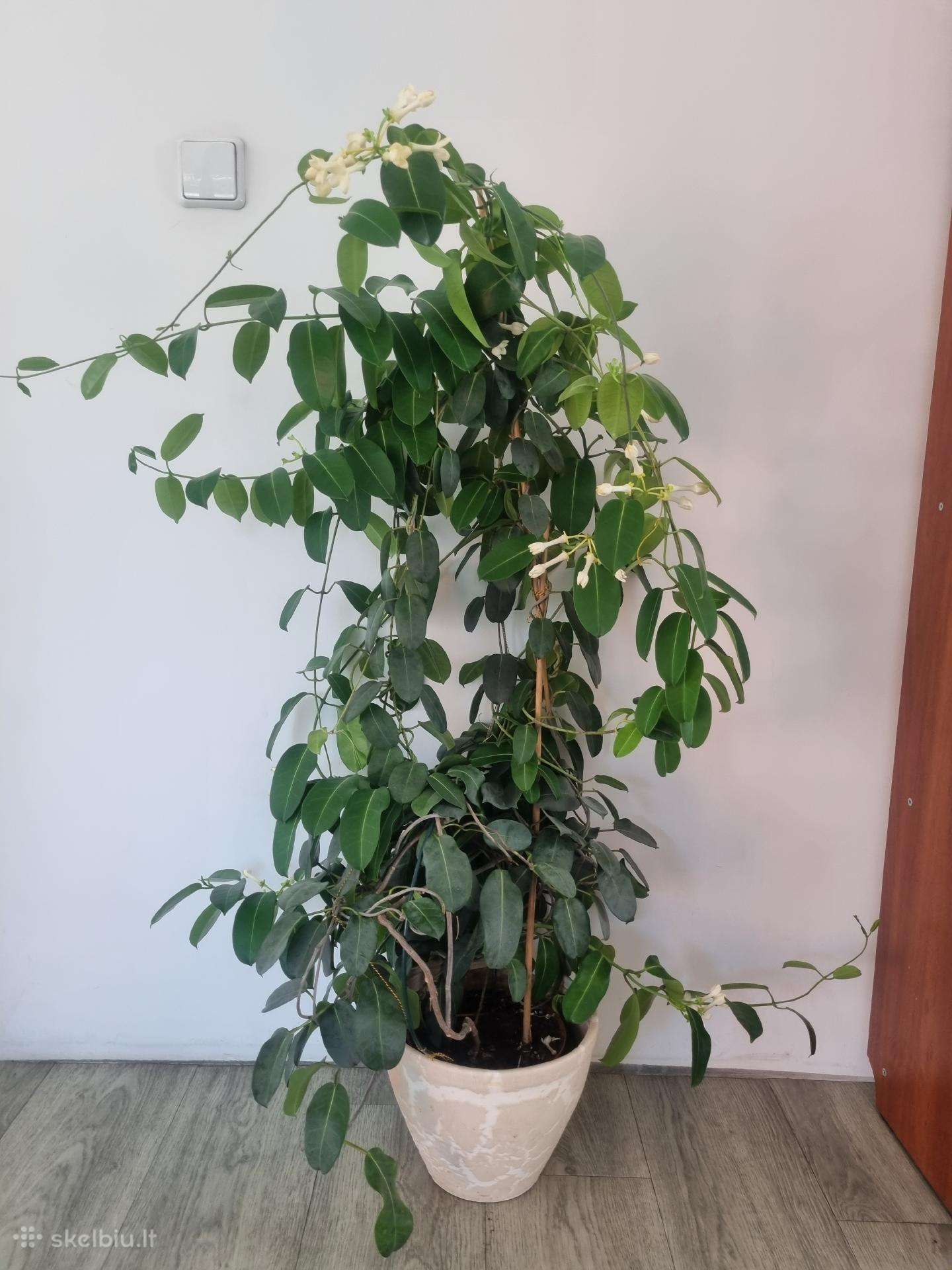 Madagaskaro jazminas