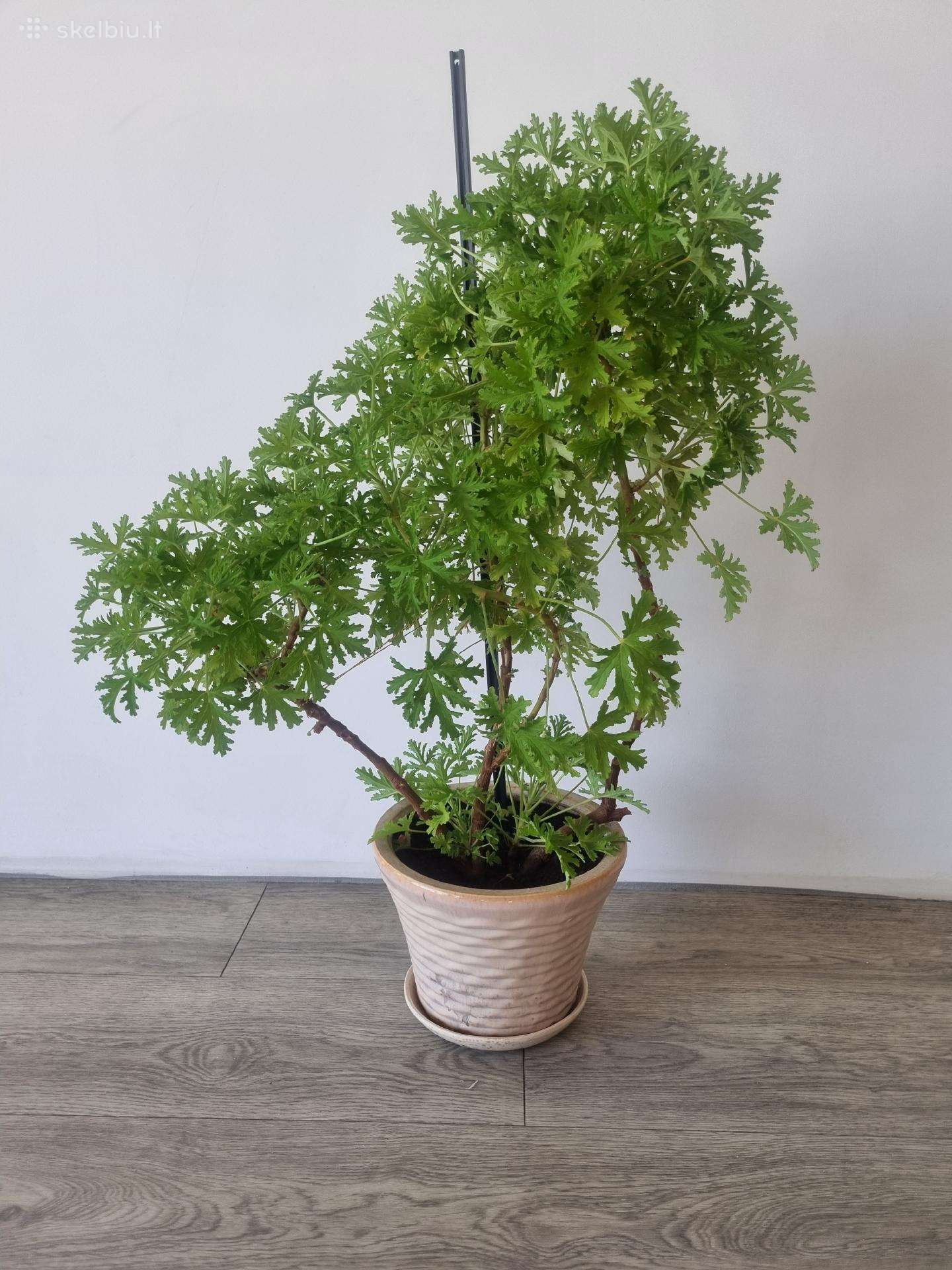 Jeronimas (kvapioji pelargonija)