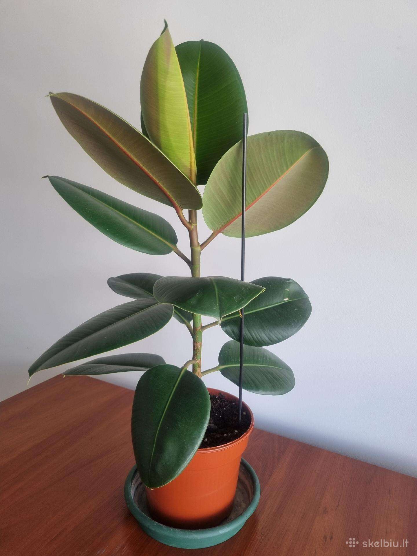 Stambialapis fikusas