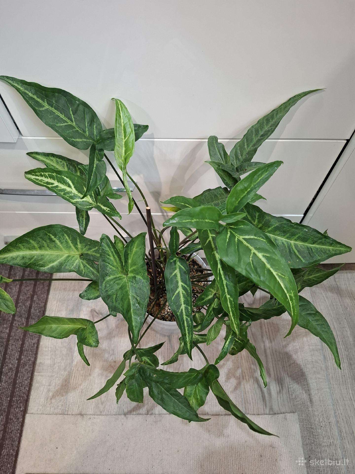 Syngonium angustatum