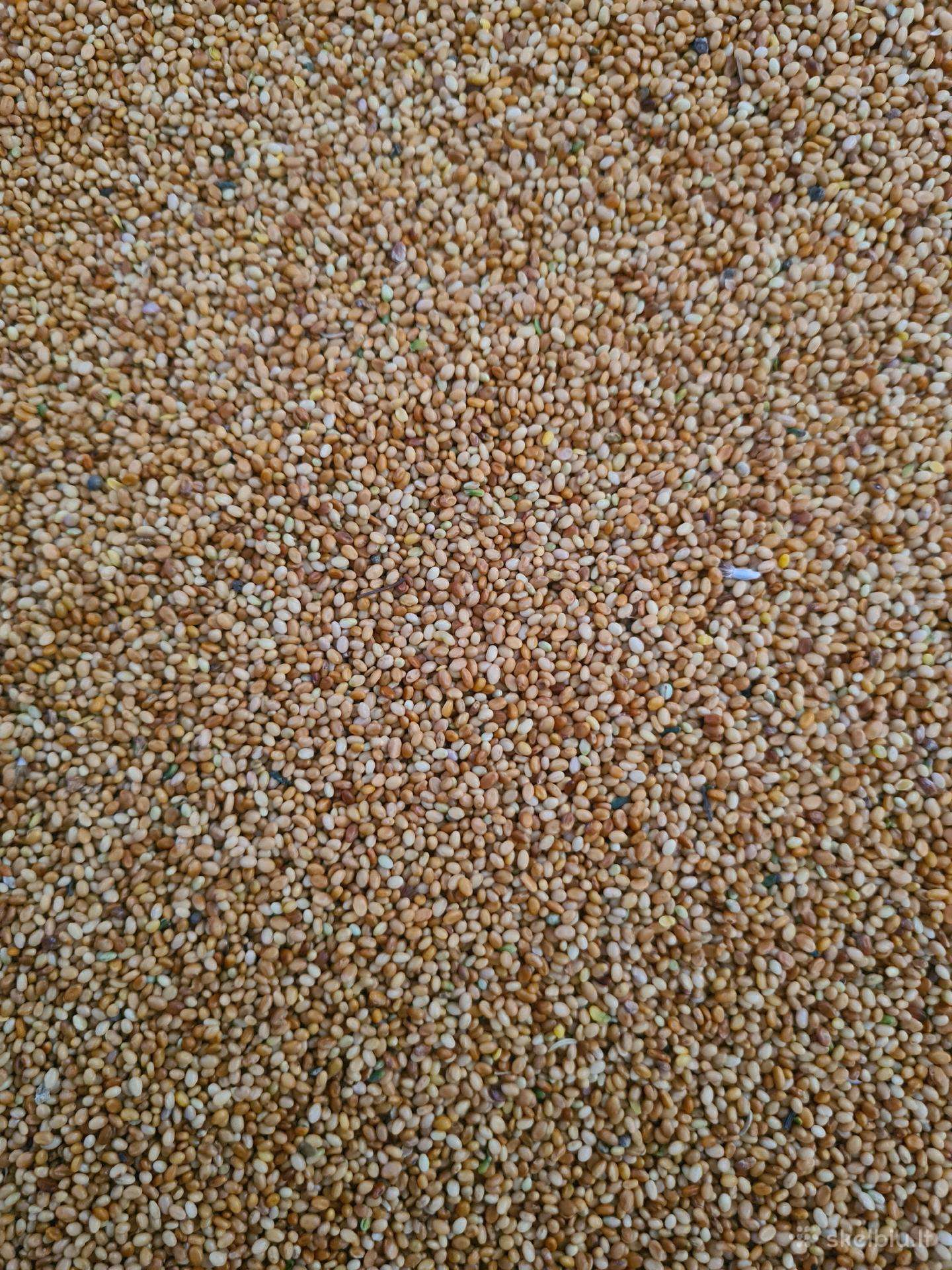 Purpuriniai dobilai
