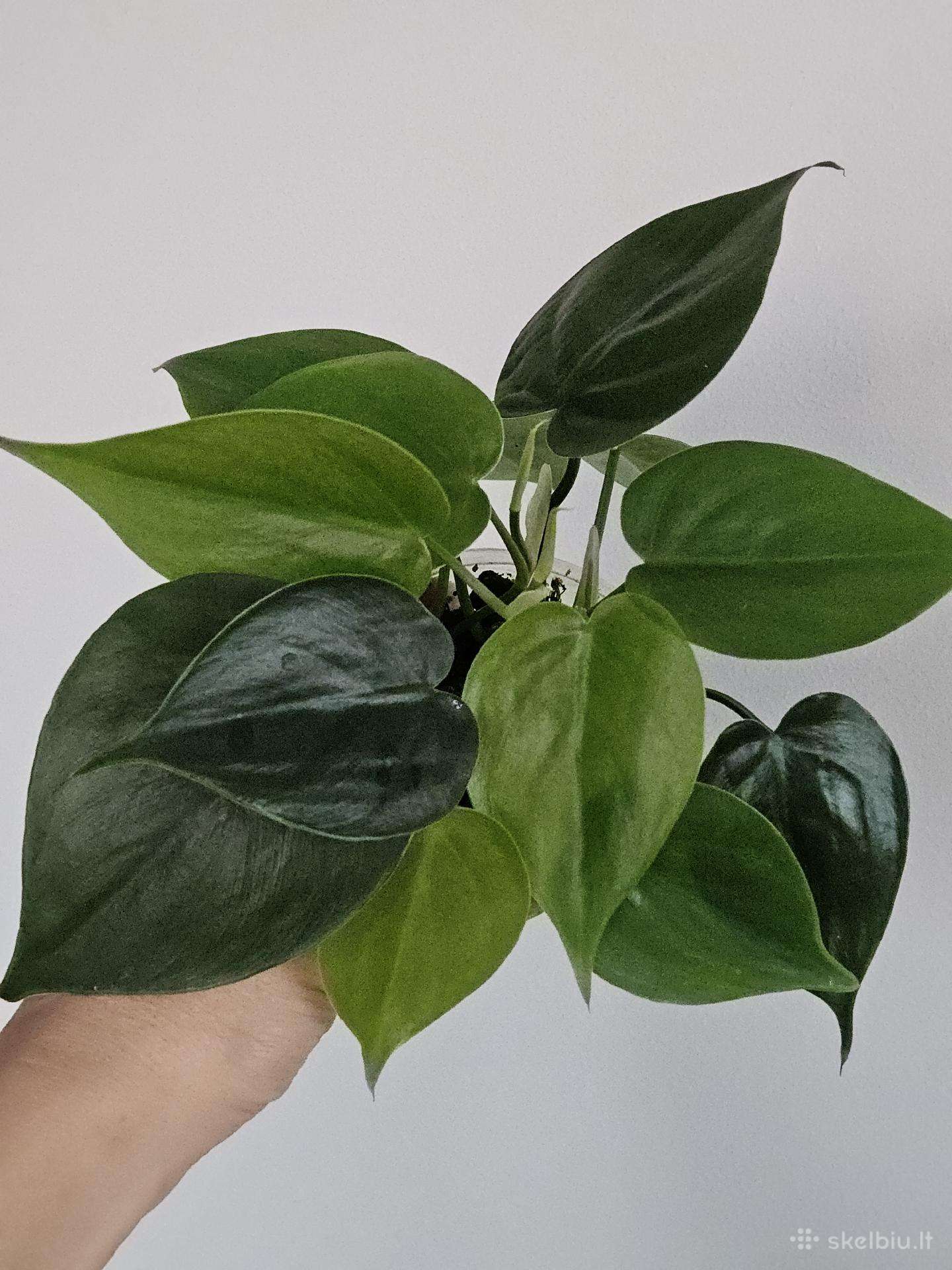 Philodendron green