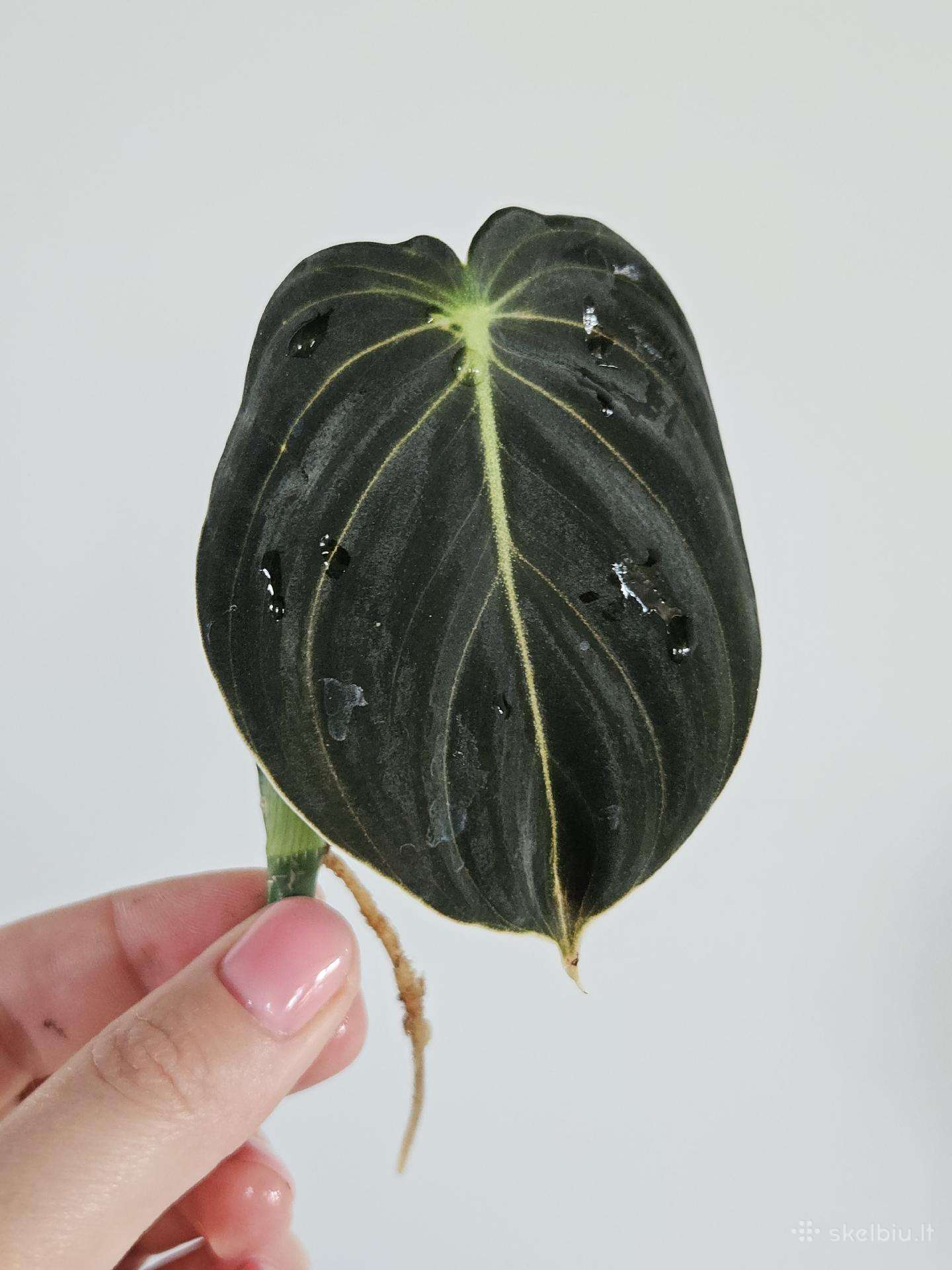 Philodendron Melanochrysum karpiniai