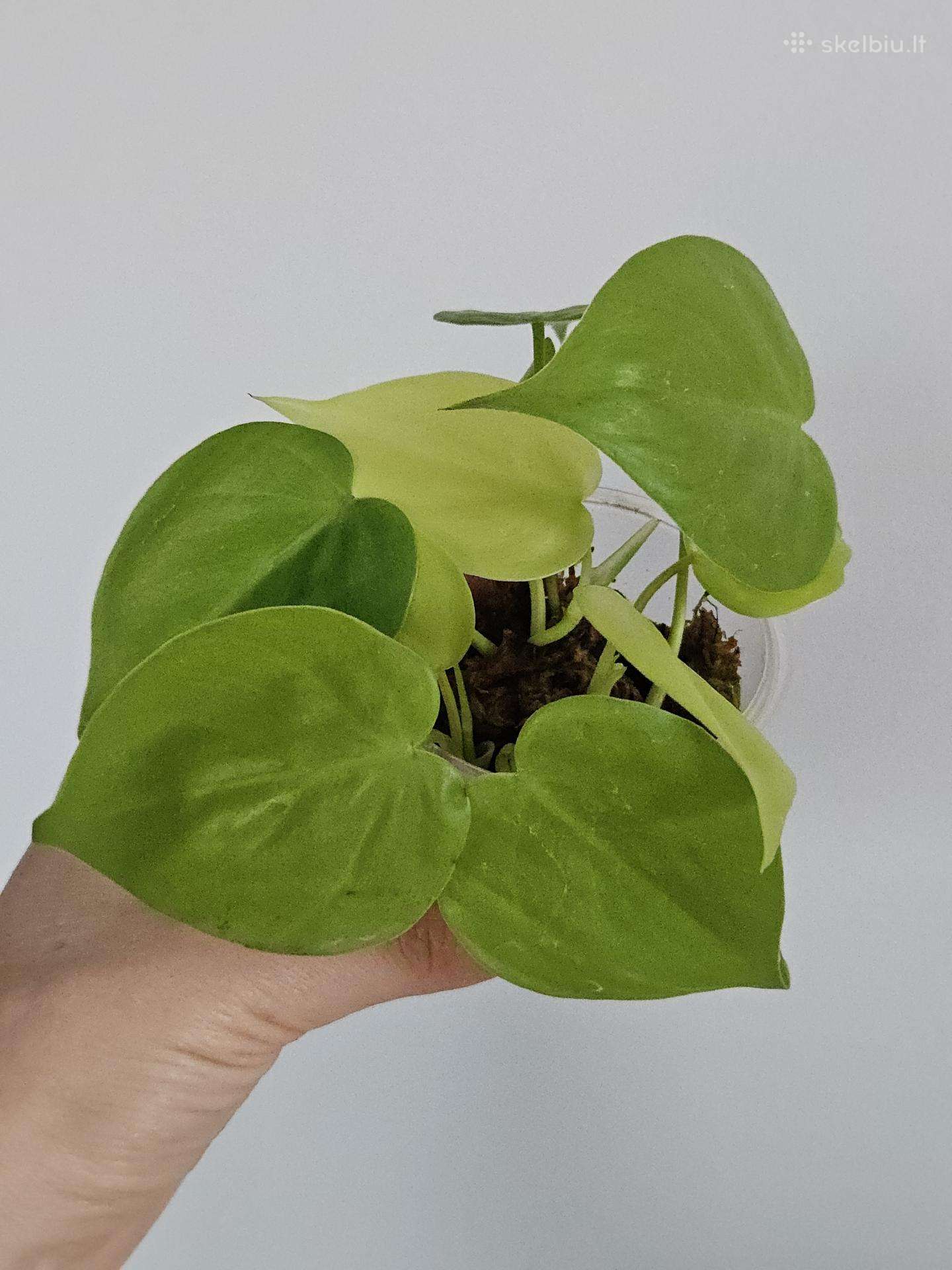 Philodendron Lemon Lime