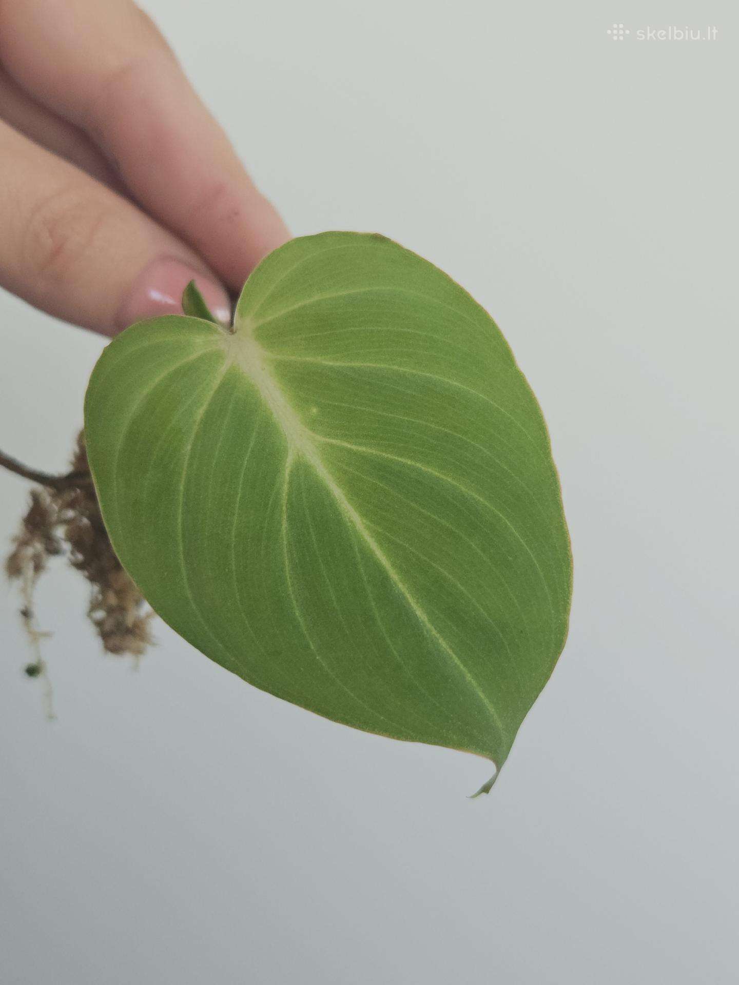 Philodendron Gloriosum mažylis