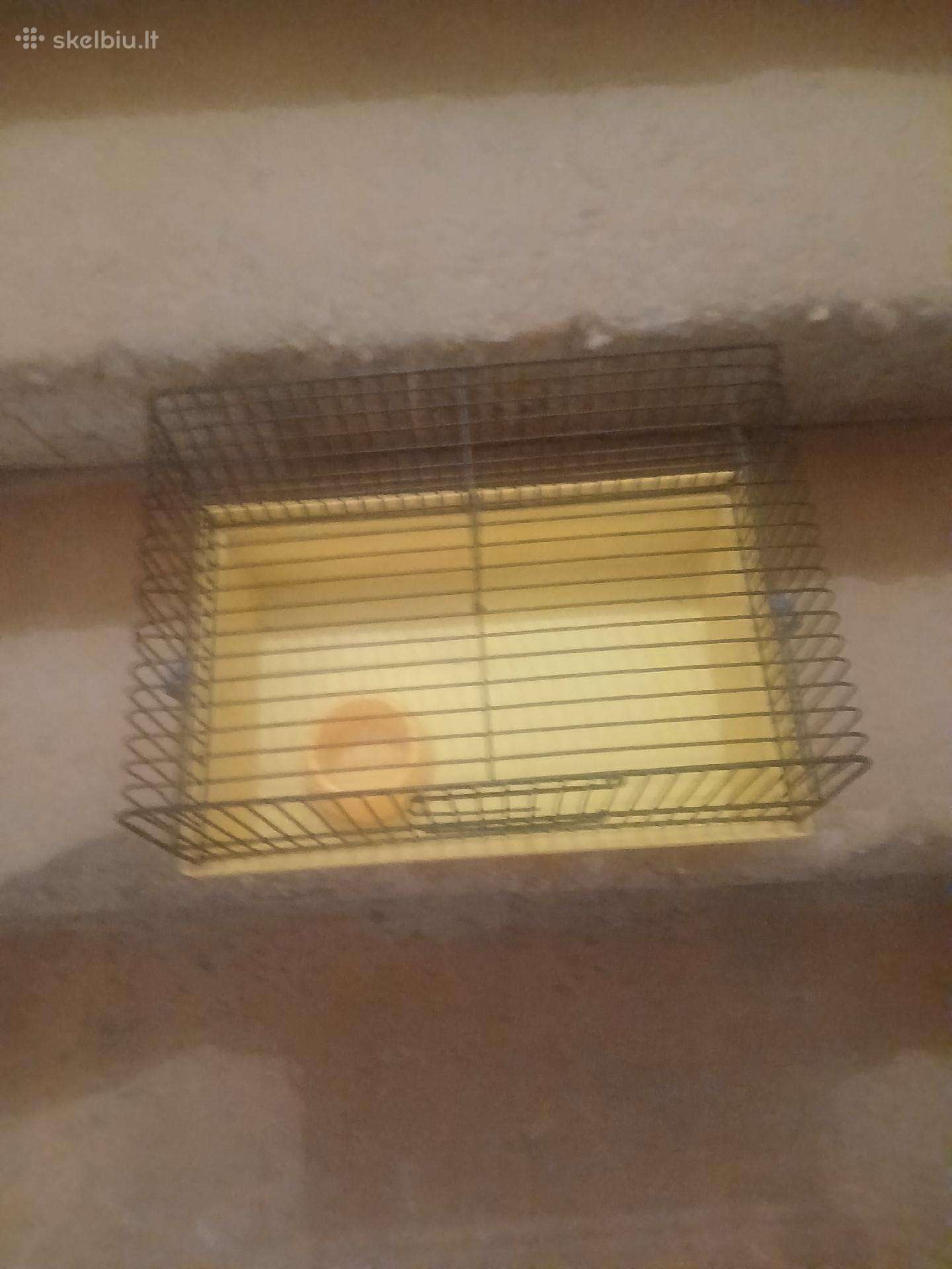Narvas graužikui su dubenėliu