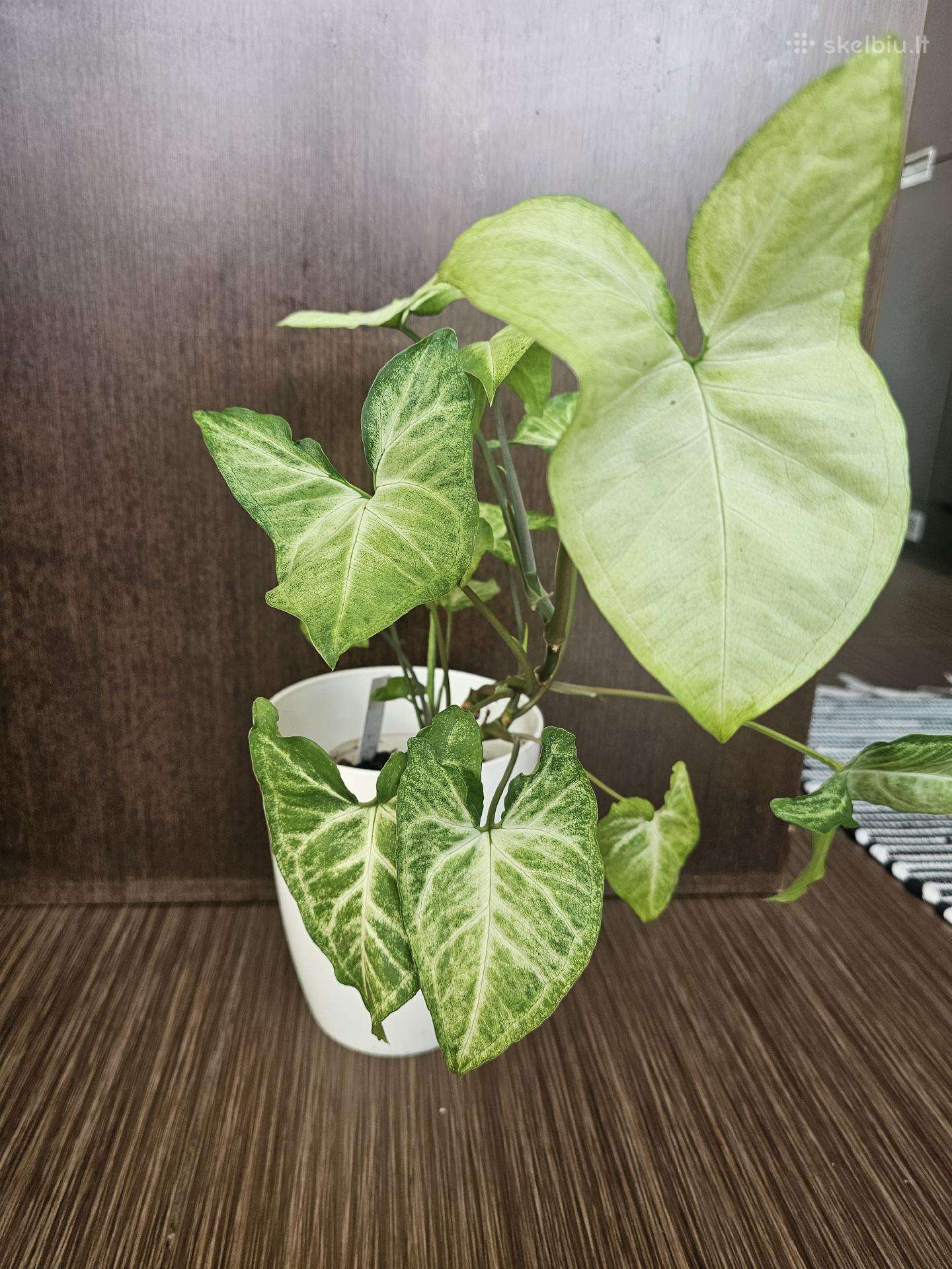 Syngonium arrow