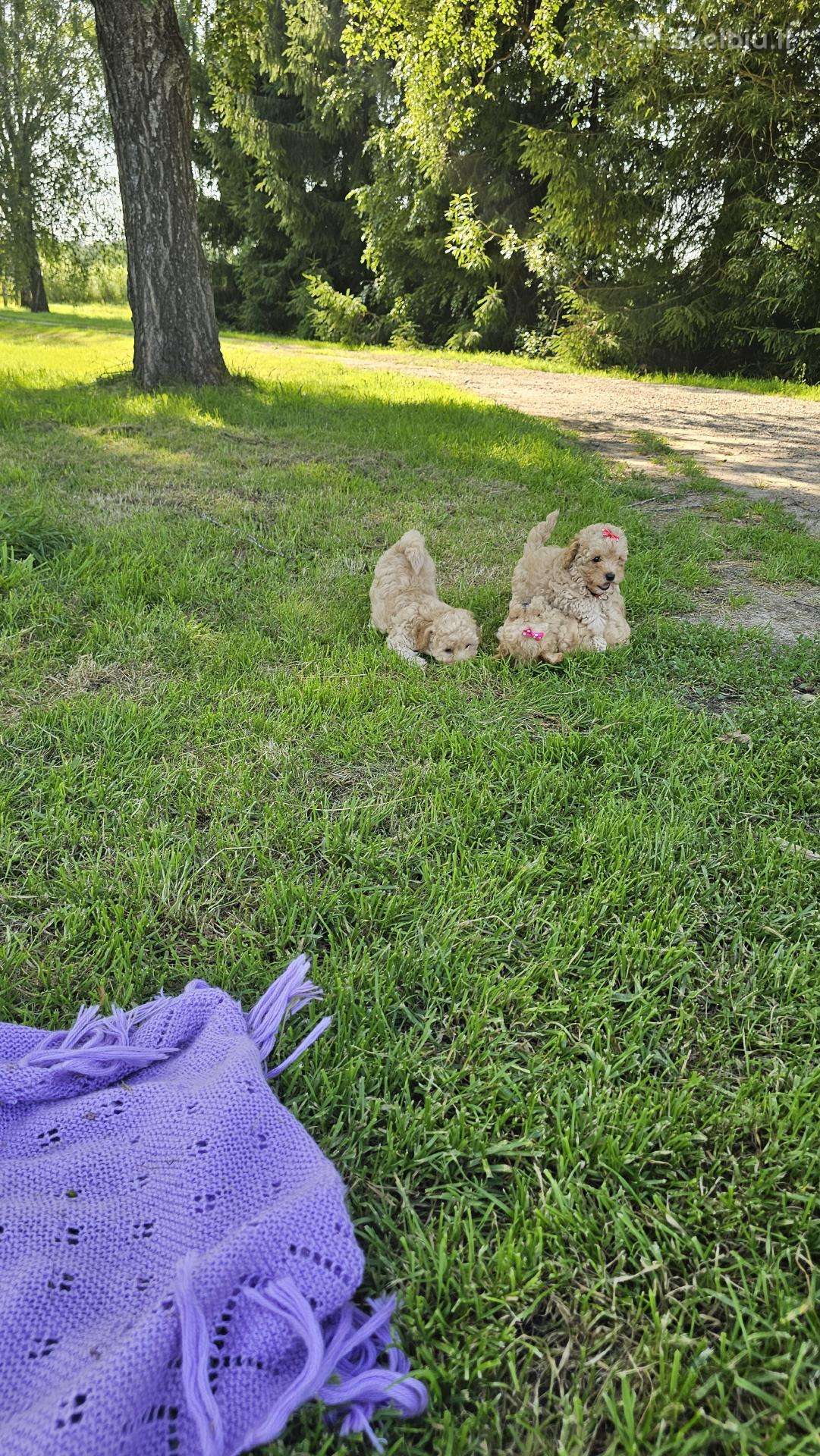 Galima rezervacija Bichoop ( bichon poodle)
