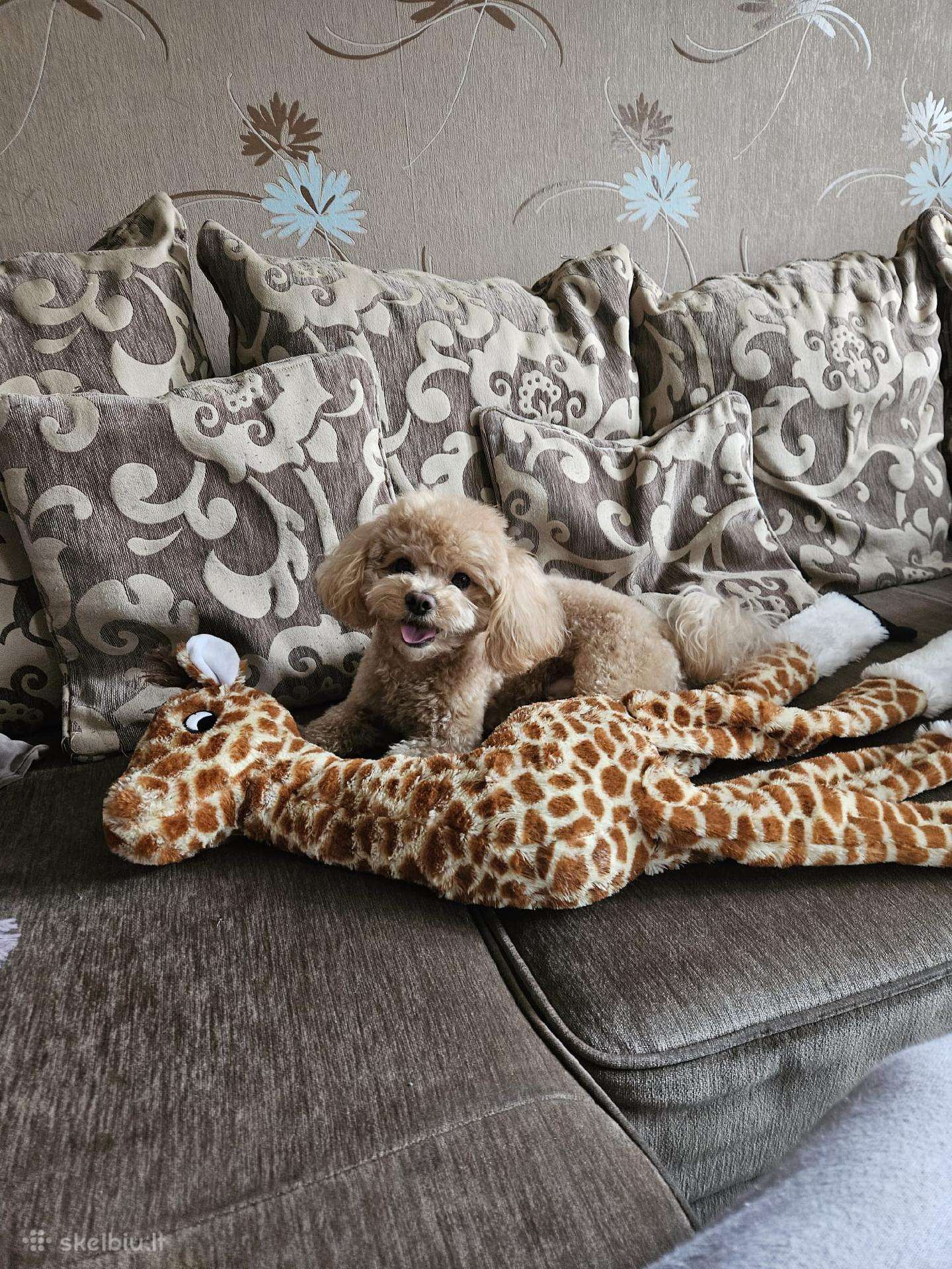 Maltipoo jesko drauges