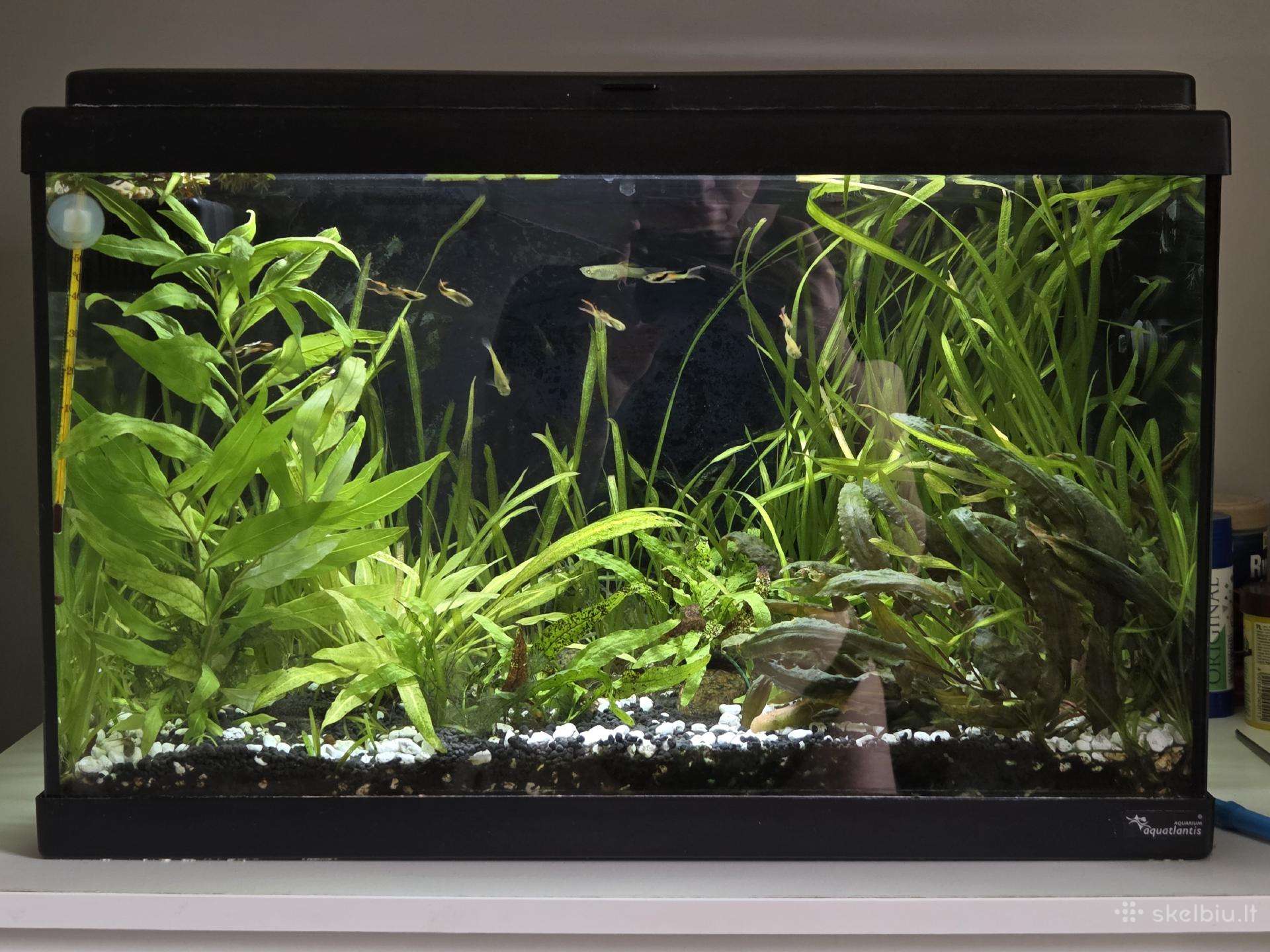 54l. 60€