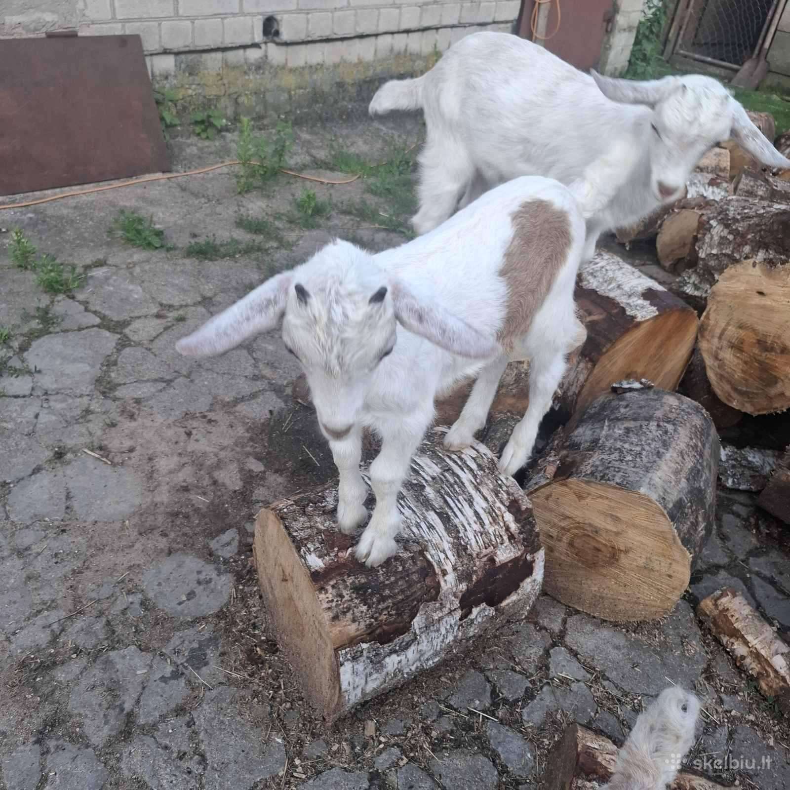 Ožiukai